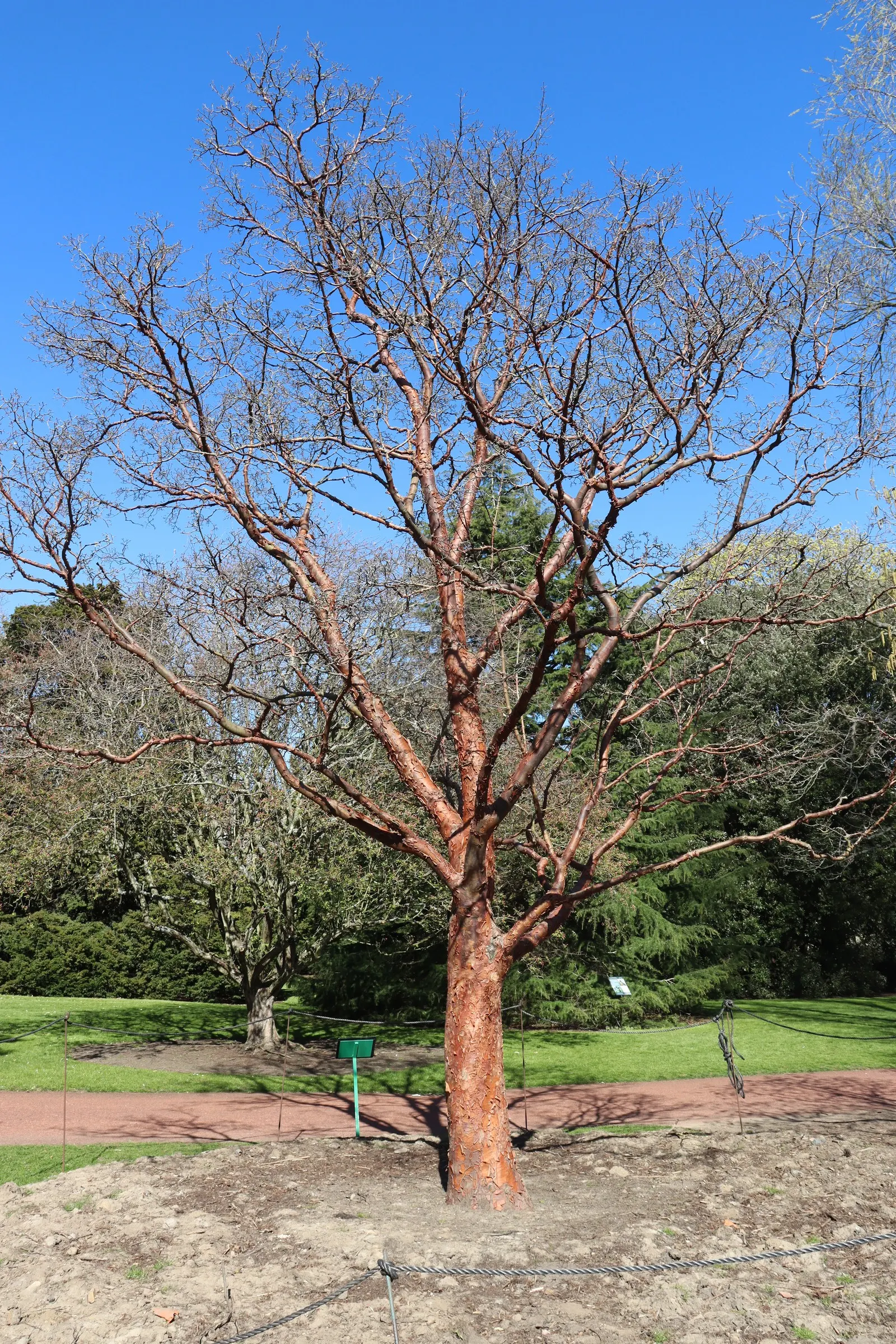 Paperbark Maple (Acer Griseum) — tree for full; consider the Paperbark Maple as a specimen tree or accent within a mixed border