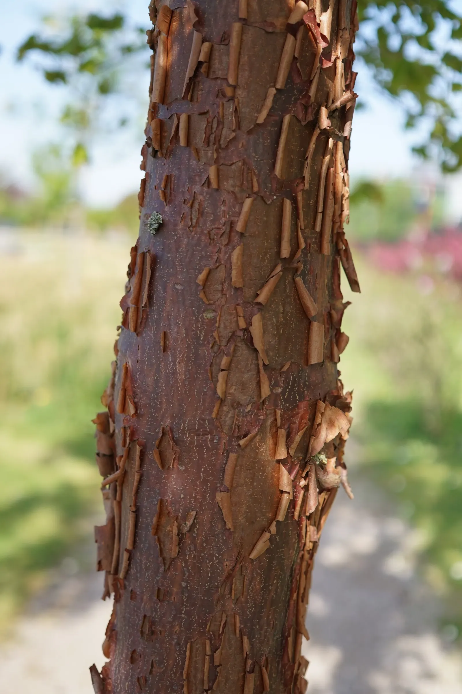 Paperbark Maple (Acer Griseum) — cinnamon-brown bark that exfoliates to reveal a smooth; consider the Paperbark Maple as a specimen tree or accent within a