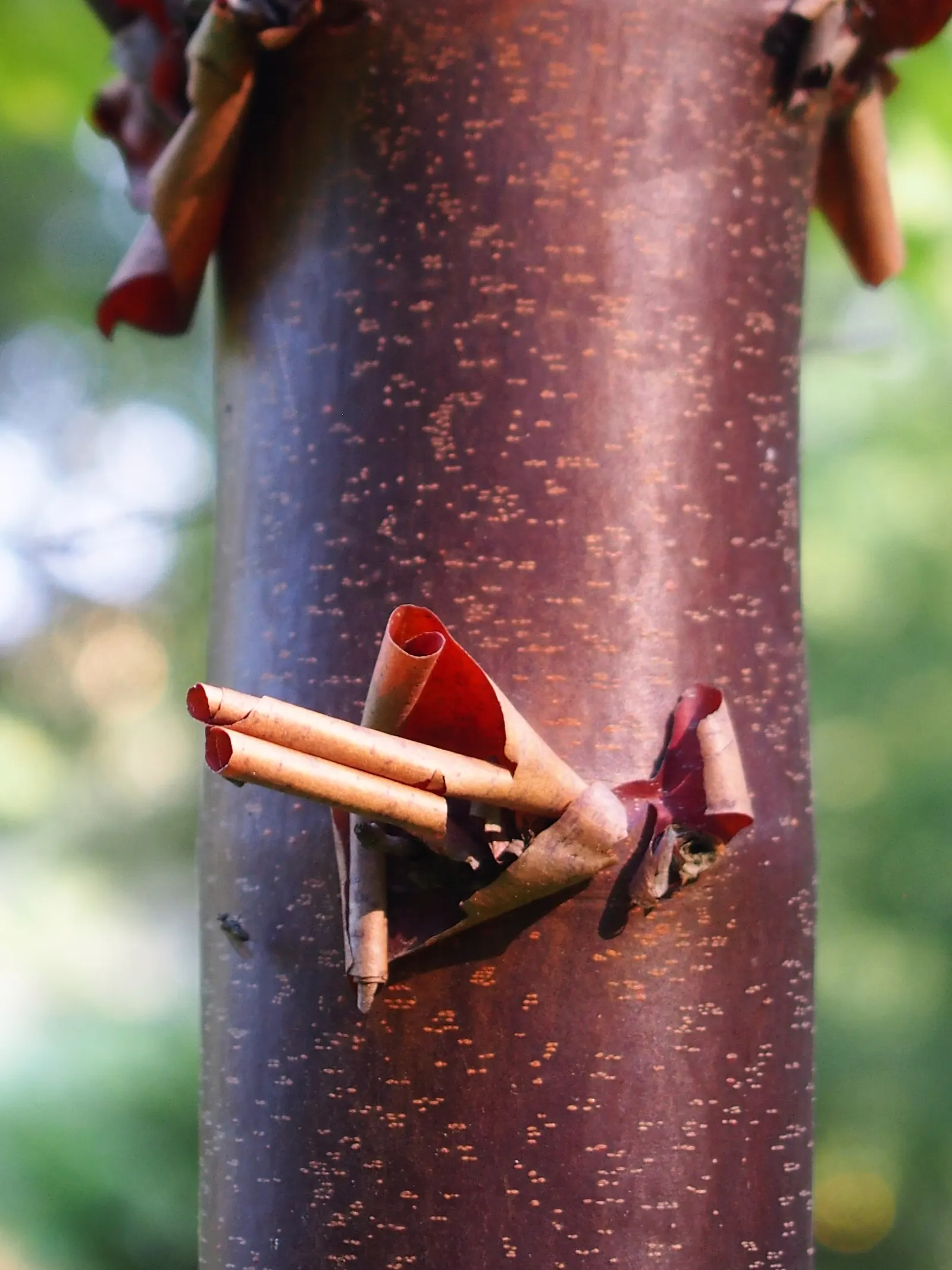 Paperbark Maple (Acer Griseum) — Standing at a mature height of 20 to 30 feet with a spread of 15 to 25 feet; consider the Paperbark Maple as a specimen tree