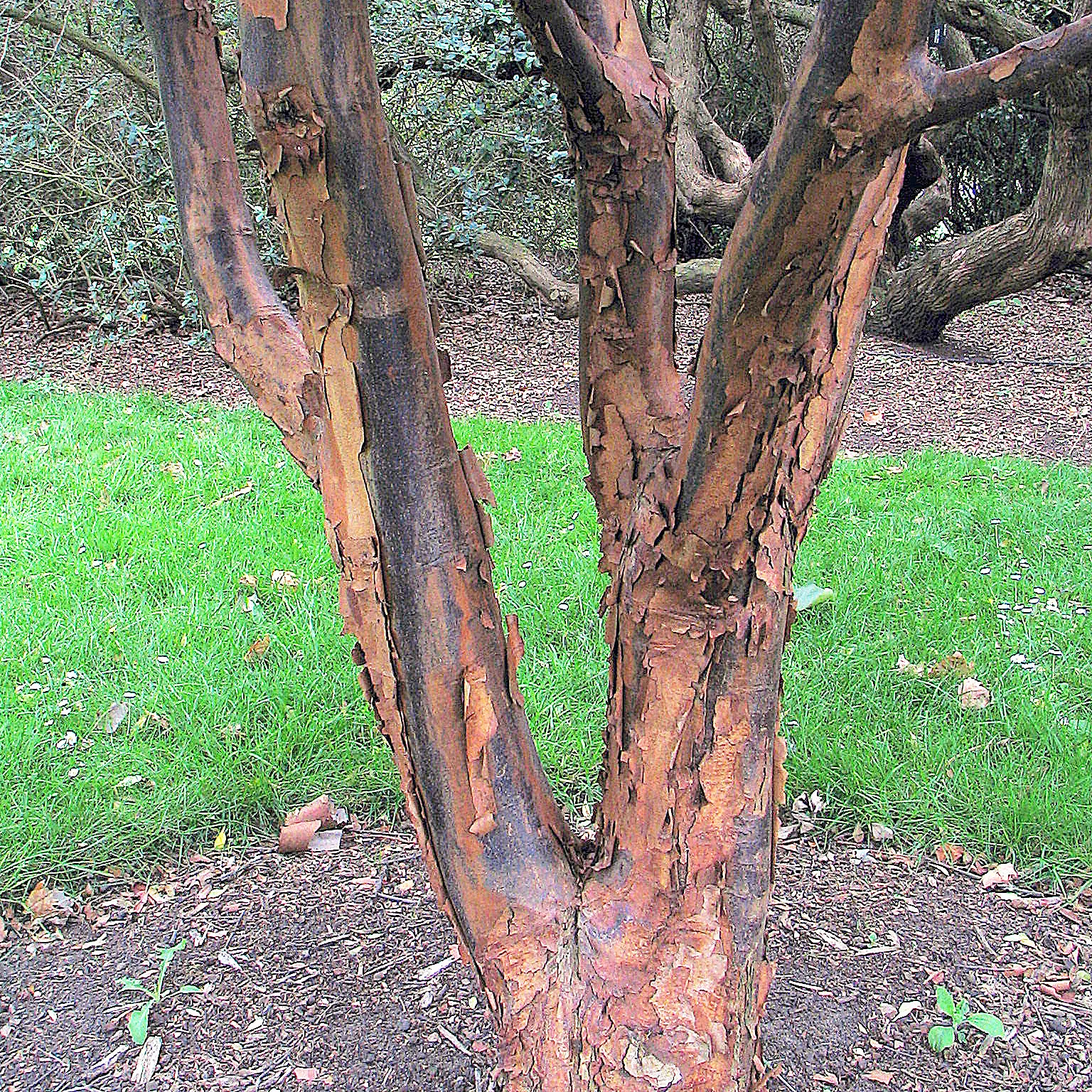 Paperbark Maple (Acer Griseum) — turning to a striking shade of red or orange in the fall.<br><br>For the landscape designer; making it a focal point through