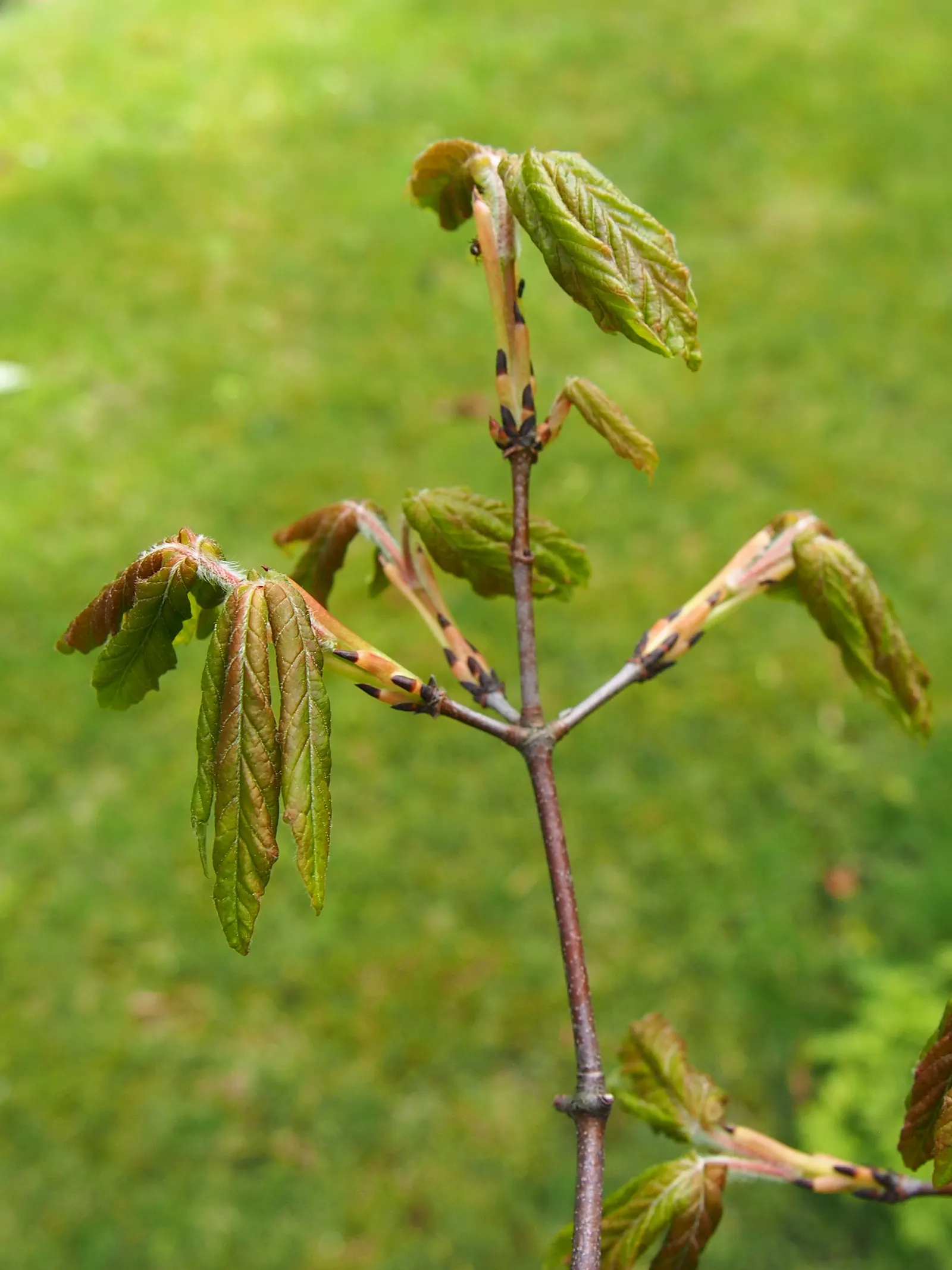 Paperbark Maple (Acer Griseum) — The tree's hardiness zones span 4 through 8, making it suitable for a variety of climates; making it a focal point, image 56