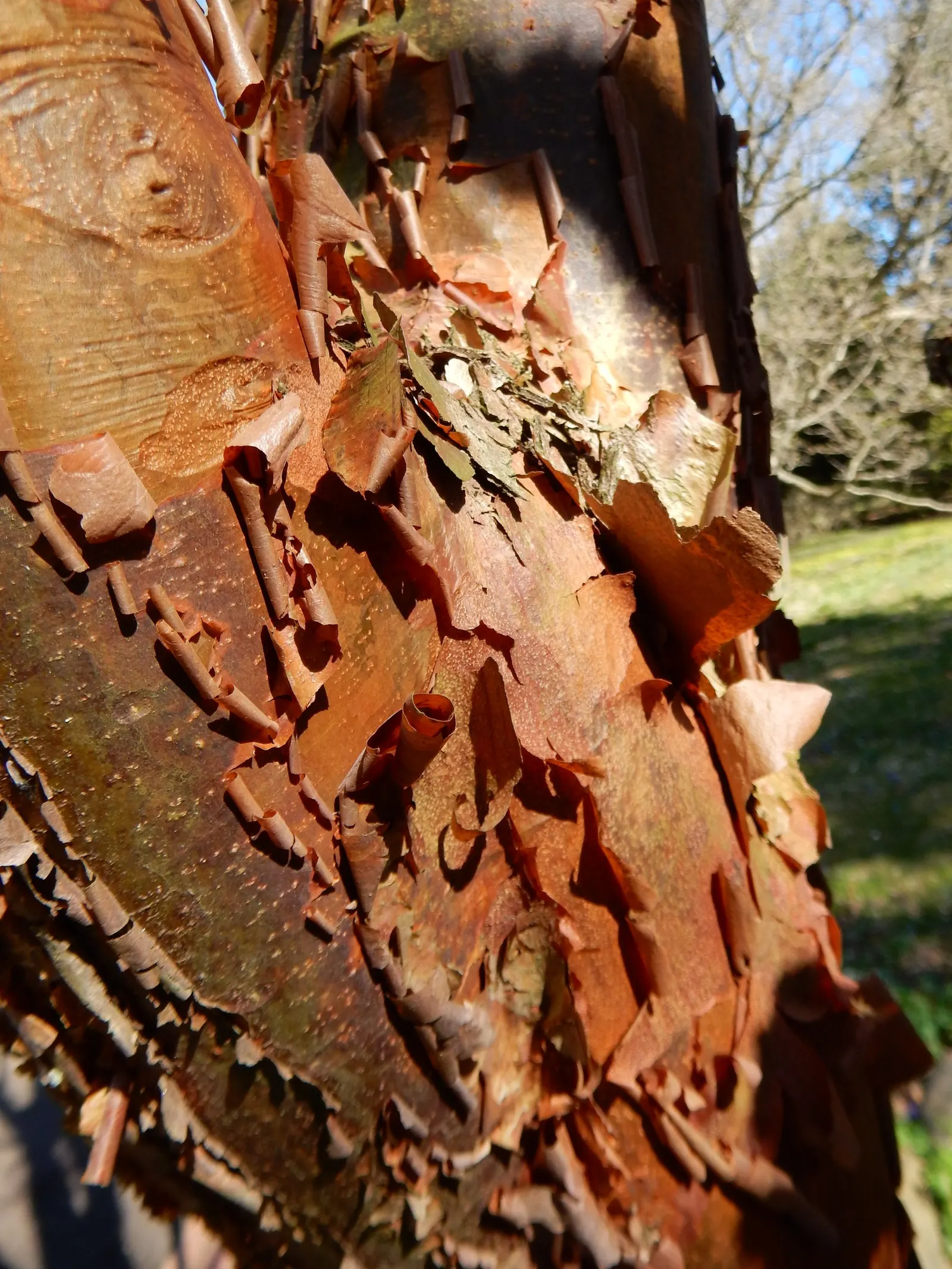 Paperbark Maple (Acer Griseum) — Standing at a mature height of 20 to 30 feet with a spread of 15 to 25 feet