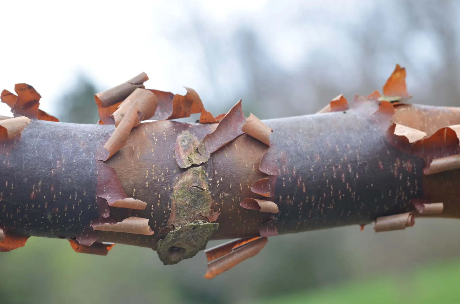Paperbark Maple (Acer Griseum) — it is ideal for focal points in gardens, image 46