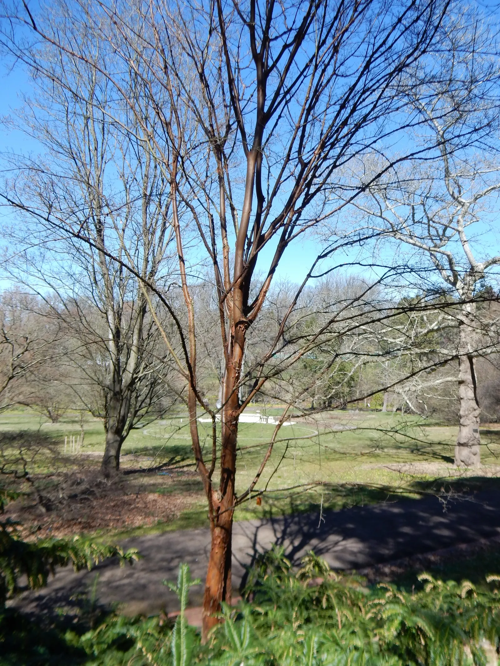 Paperbark Maple (Acer Griseum) — is a captivating deciduous tree that is treasured for its ornamental features; making it a focal point through all seasons