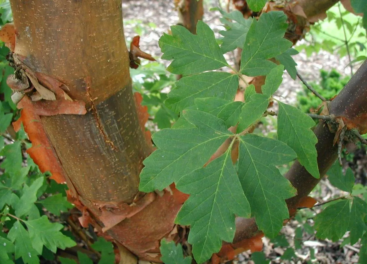 Paperbark Maple (Acer Griseum) — three-lobed green leaves that transition to stunning reds in fall; consider the Paperbark Maple as a specimen tree, image 45