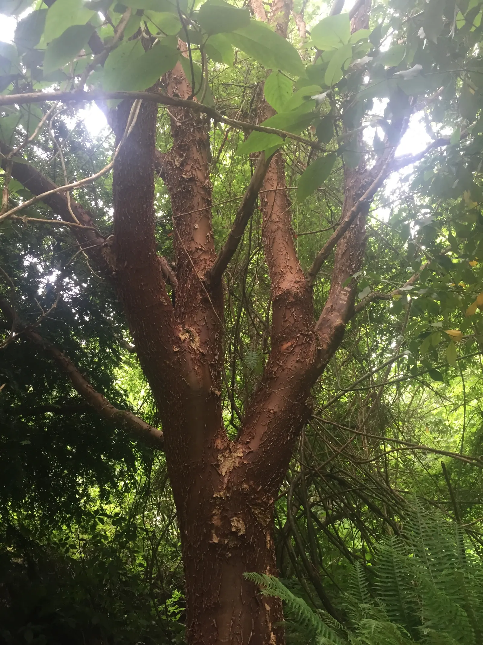 Paperbark Maple (Acer Griseum) — consider the Paperbark Maple as a specimen tree or accent within a mixed border, image 39