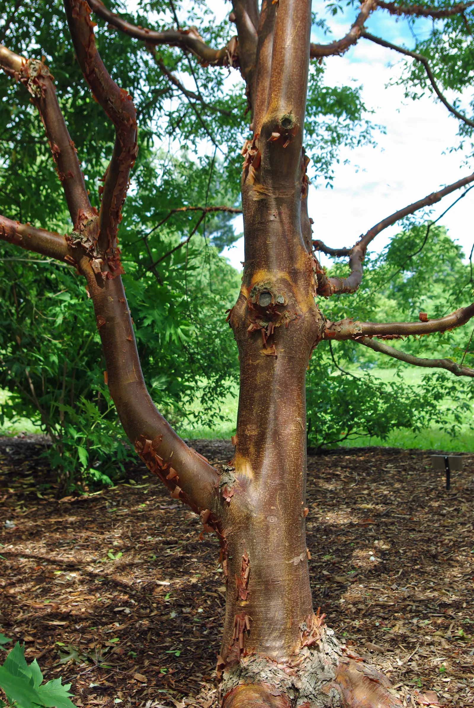 Paperbark Maple (Acer Griseum) — The tree's hardiness zones span 4 through 8, making it suitable for a variety of climates