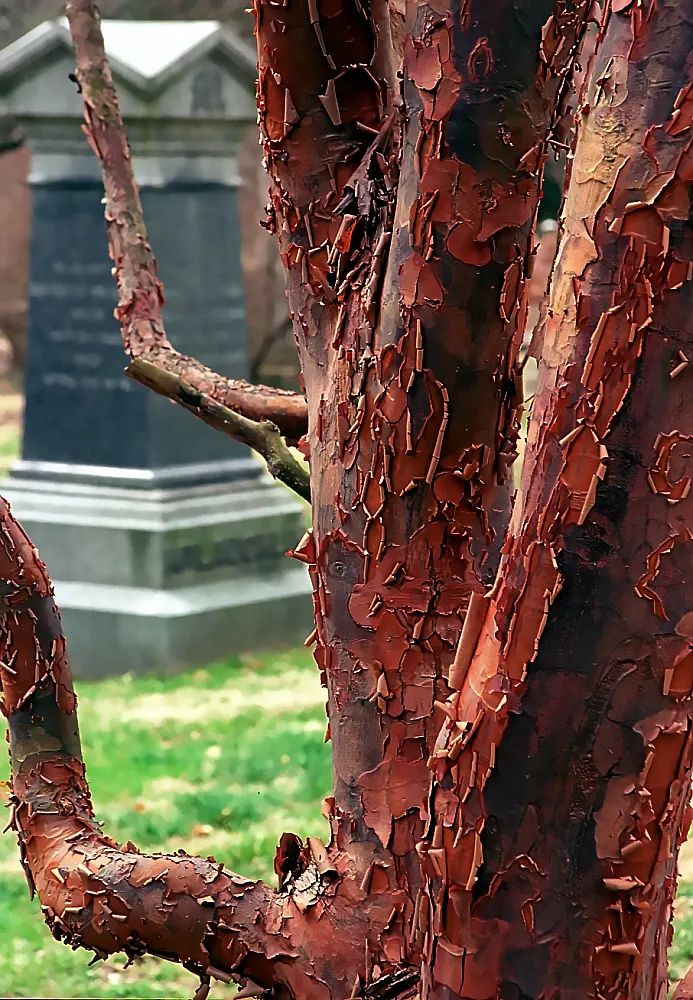 Paperbark Maple (Acer Griseum) — Prefers well-drained soil, full sun to partial shade; making it a focal point through all seasons, image 68