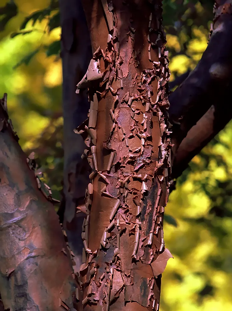 Paperbark Maple (Acer Griseum) — ornamental tree reaching 20-30 feet tall with a 15-25 feet spread; making it a focal point through all seasons, image 65