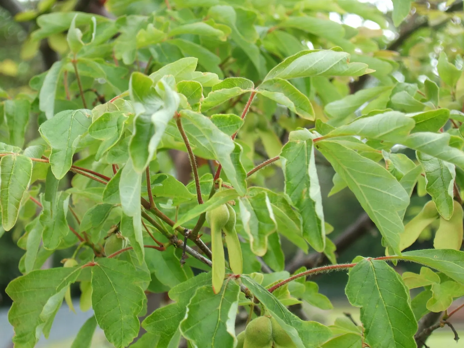 Paperbark Maple (Acer Griseum) — Its relatively modest size does not overwhelm the landscape