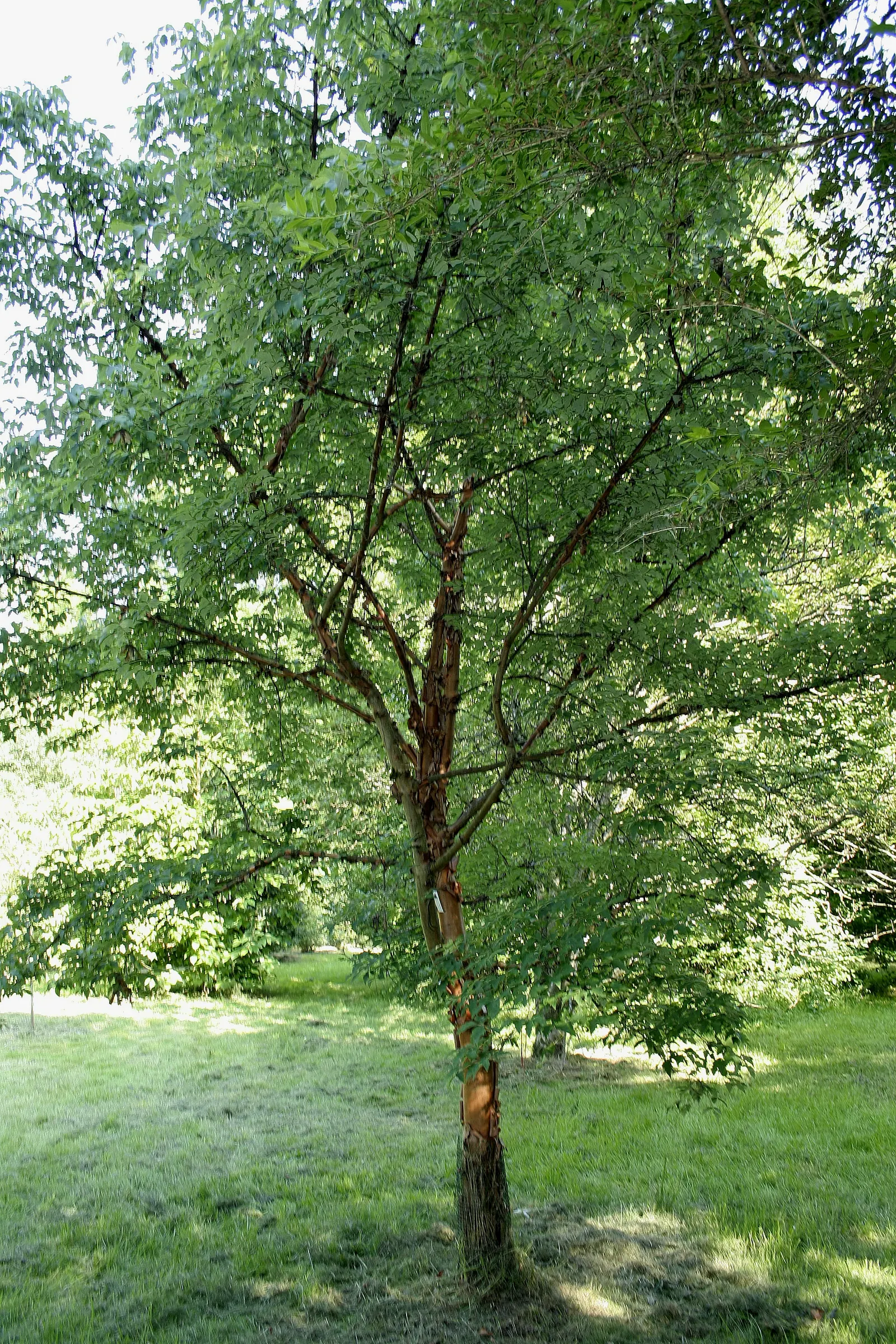 Paperbark Maple (Acer Griseum) — It is adaptable to a range of soil types, though it performs best in those that are acidic to neutral in pH; it is, image 55