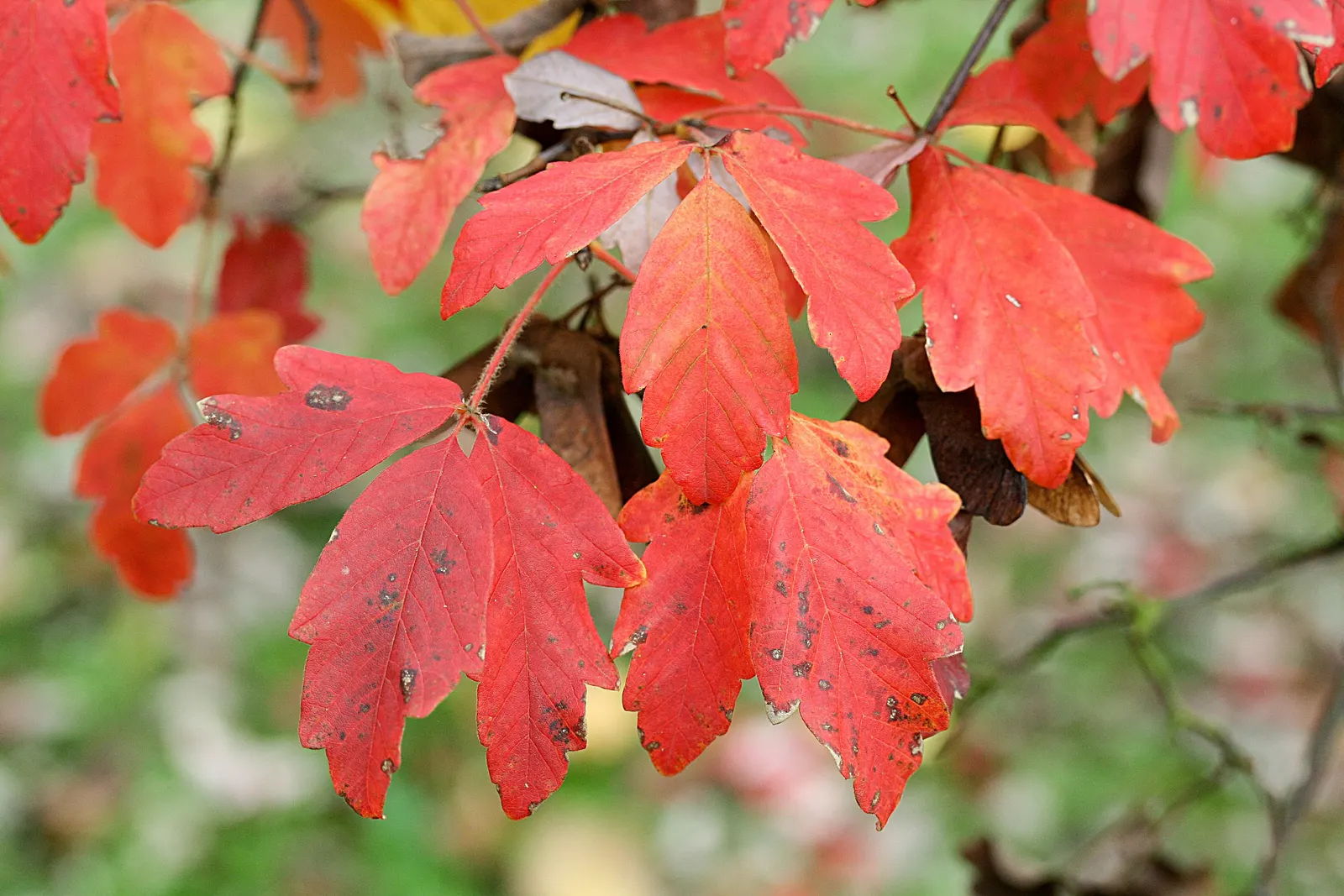 Paperbark Maple (Acer Griseum) — scientifically known as Acer griseum; it is ideal for focal points in gardens