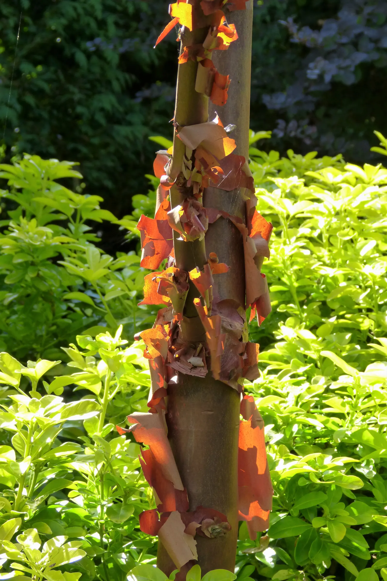 Paperbark Maple (Acer Griseum) — three-lobed green leaves that transition to stunning reds in fall; consider the Paperbark Maple as a specimen tree or accent