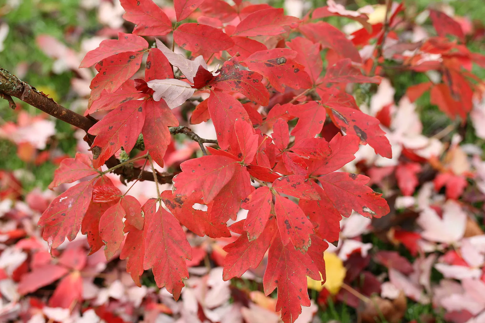 Paperbark Maple (Acer Griseum) — The leaves of the Paperbark Maple are trifoliate