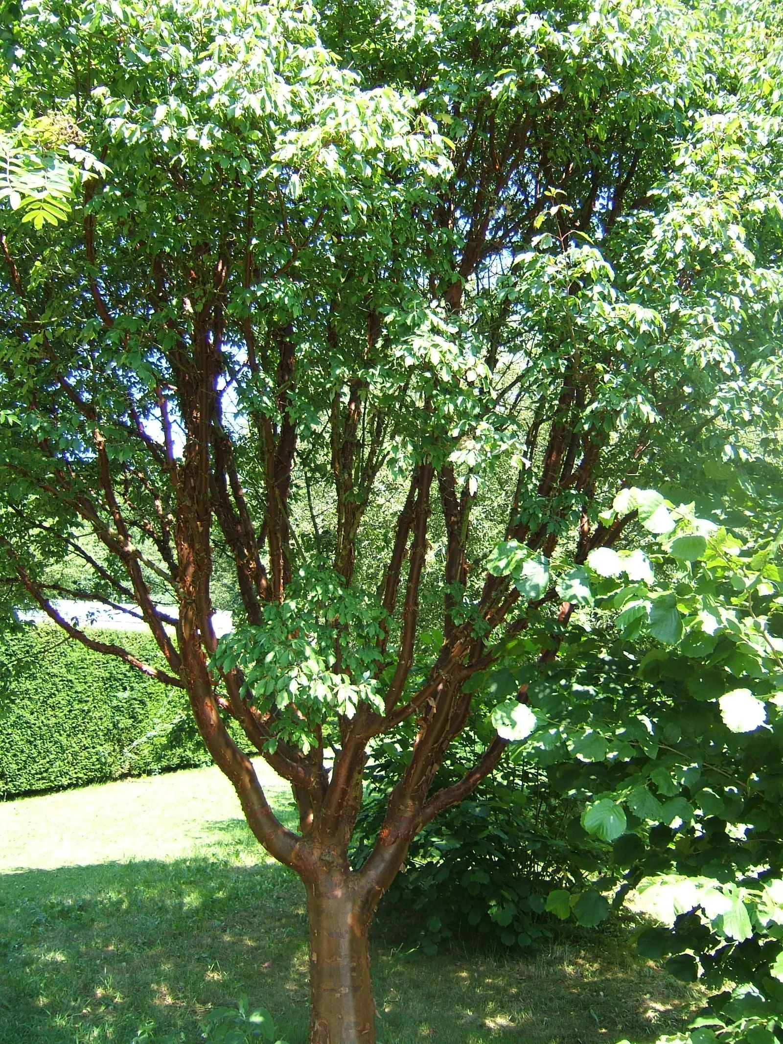 Paperbark Maple (Acer Griseum) — cinnamon-brown bark that exfoliates to reveal a smooth