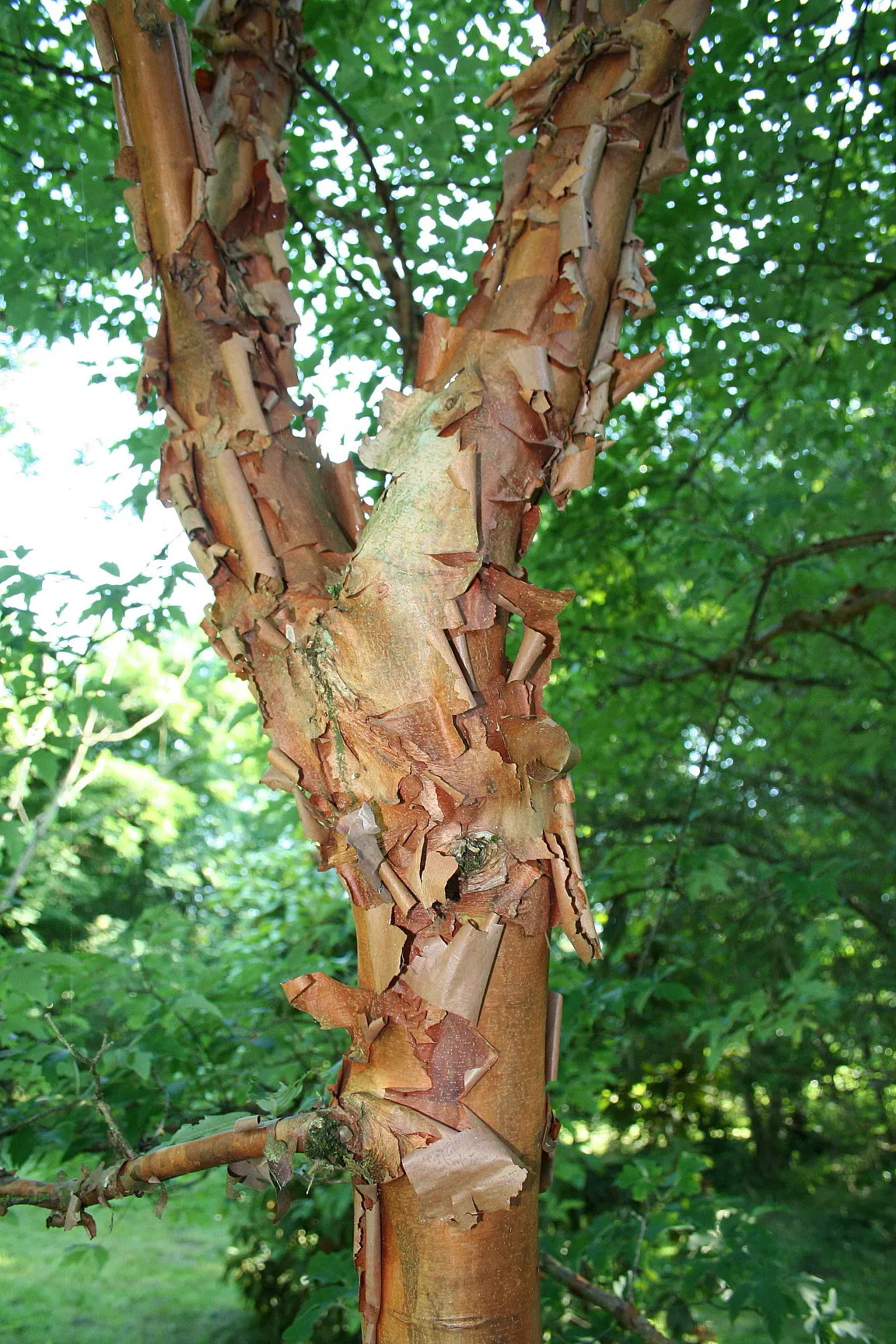 Paperbark Maple (Acer Griseum) — ornamental tree reaching 20-30 feet tall with a 15-25 feet spread; making it a focal point through all seasons, image 44