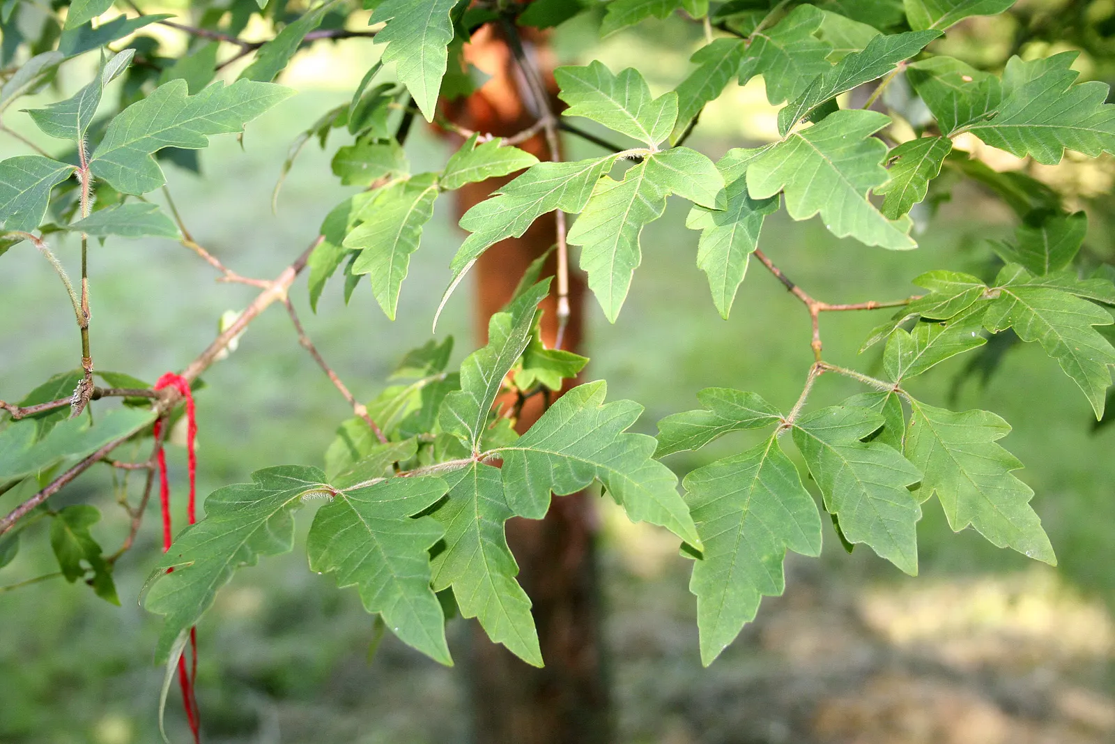 Paperbark Maple (Acer Griseum) — cinnamon-brown bark that exfoliates to reveal a smooth; consider the Paperbark Maple as a specimen tree or accent, image 51