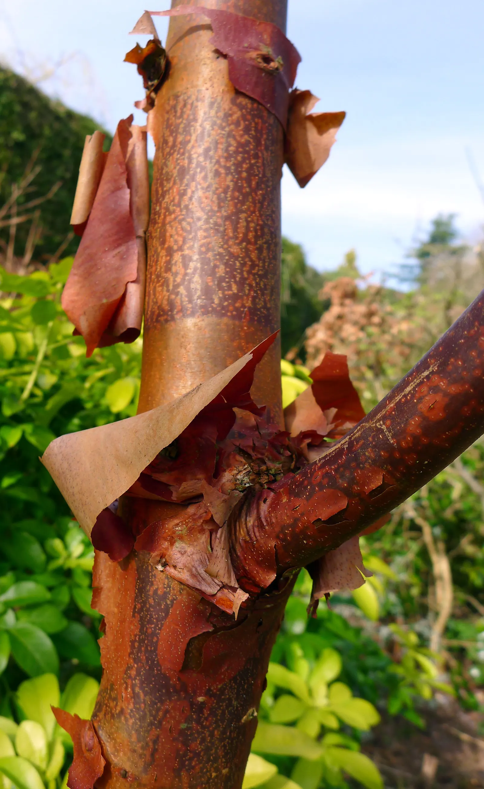 Paperbark Maple (Acer Griseum) — The tree's hardiness zones span 4 through 8, making it suitable for a variety of climates; making it a focal point through all