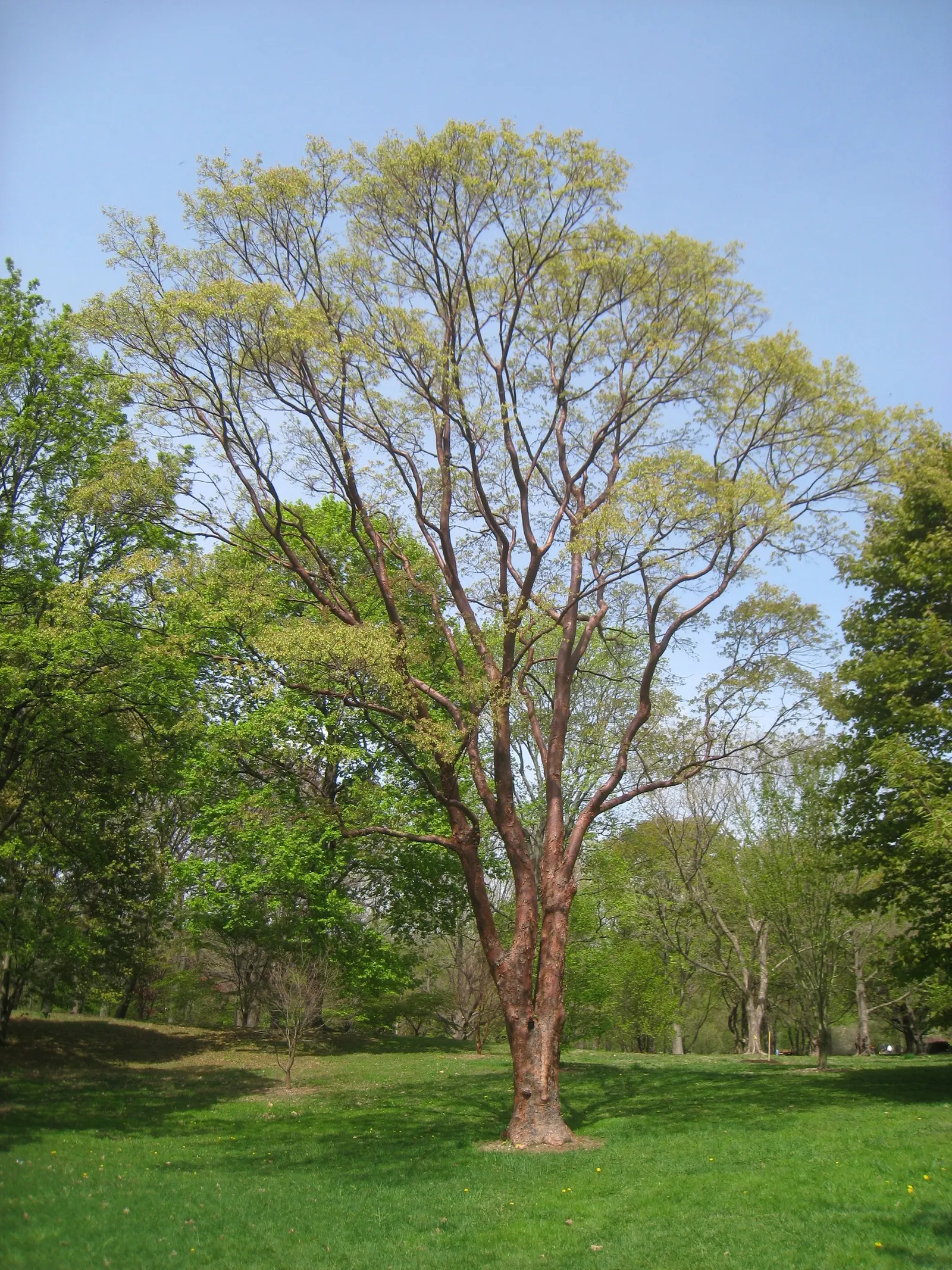 Paperbark Maple (Acer Griseum) — Standing at a mature height of 20 to 30 feet with a spread of 15 to 25 feet; consider the Paperbark Maple as a, image 54