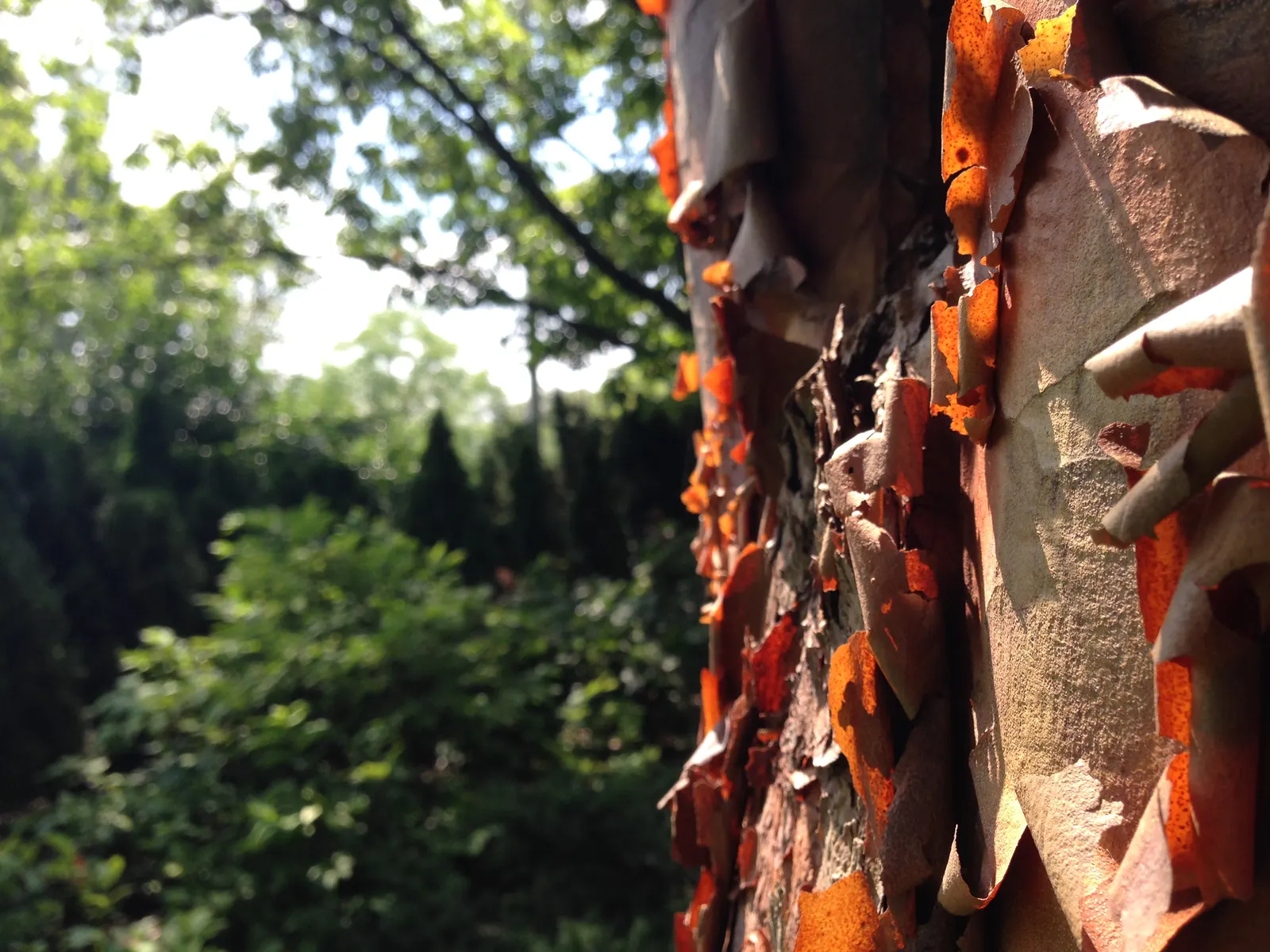 Paperbark Maple (Acer Griseum) — Slow-growing with an upright, rounded habit, it is hardy in USDA zones 4-8; consider the Paperbark Maple as a, image 69