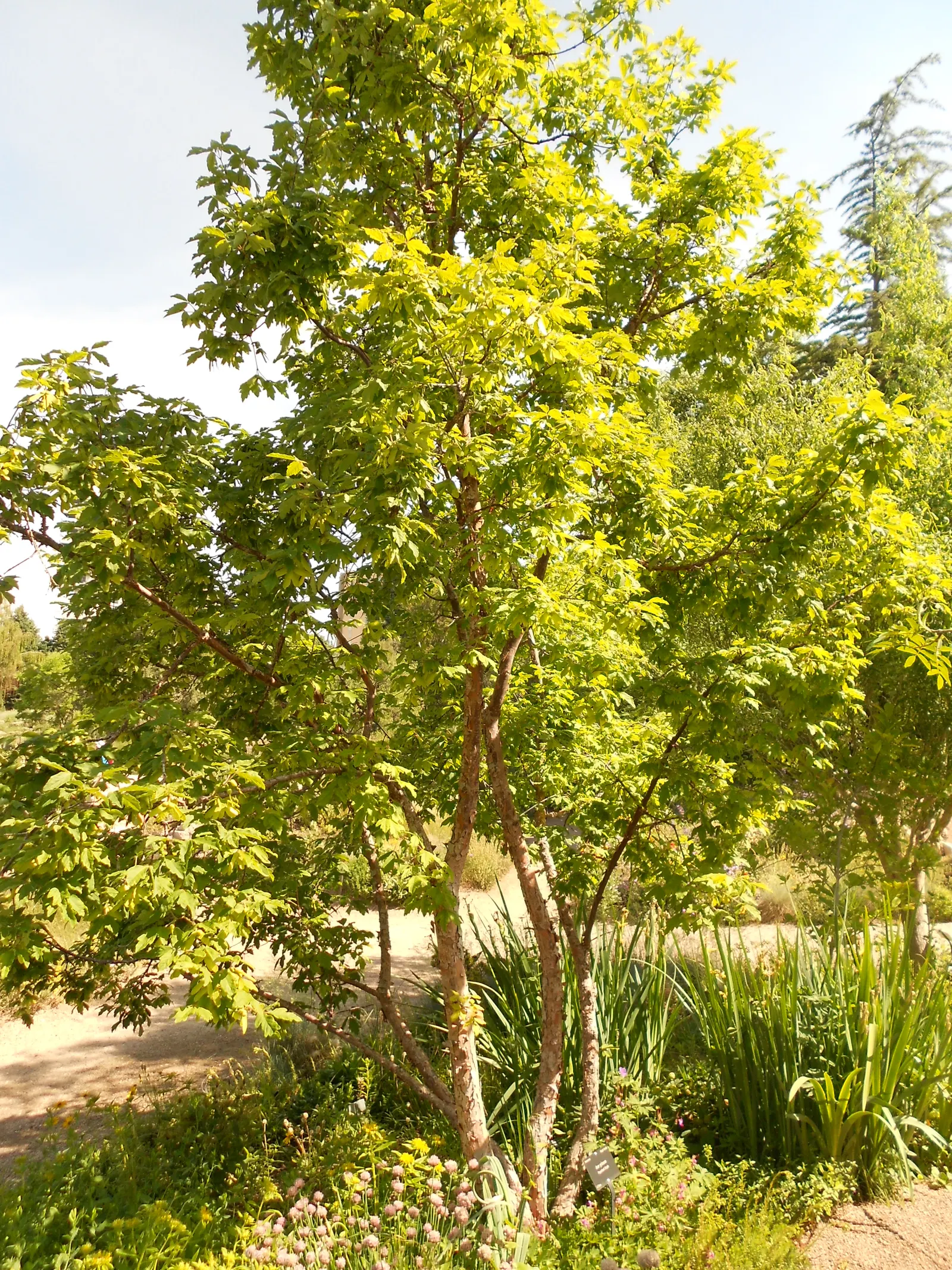 Paperbark Maple (Acer Griseum) — Slow-growing with an upright, rounded habit, it is hardy in USDA zones 4-8; consider the Paperbark Maple as a specimen tree or