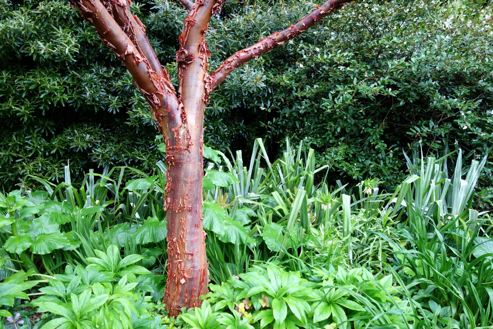 Paperbark Maple (Acer Griseum) — making it a focal point through all seasons