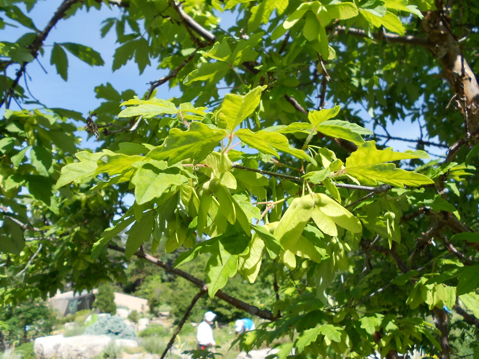 Paperbark Maple (Acer Griseum) — It is adaptable to a range of soil types, though it performs best in those that are acidic to neutral in pH