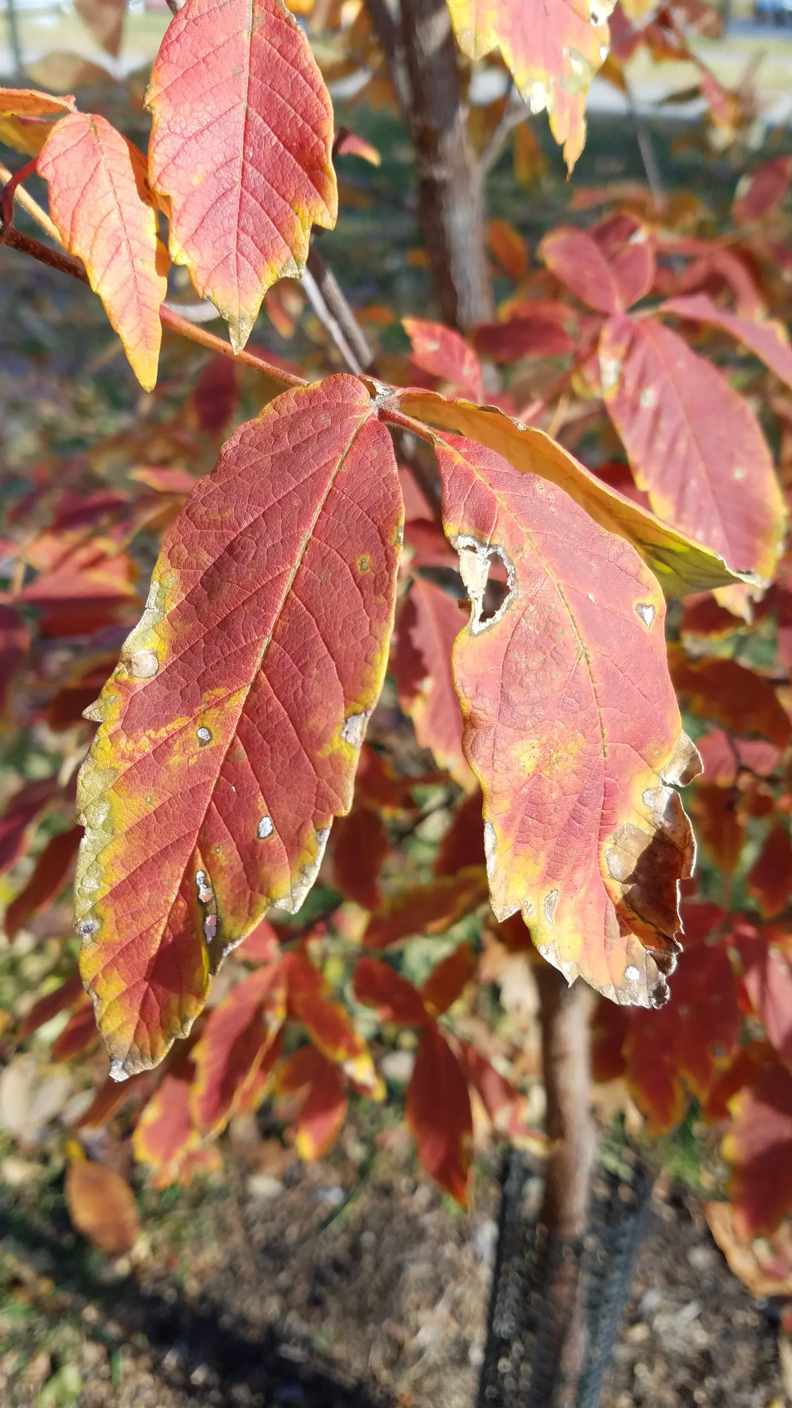 Paperbark Maple (Acer Griseum) — The leaves of the Paperbark Maple are trifoliate; consider the Paperbark Maple as a specimen tree or accent within, image 57
