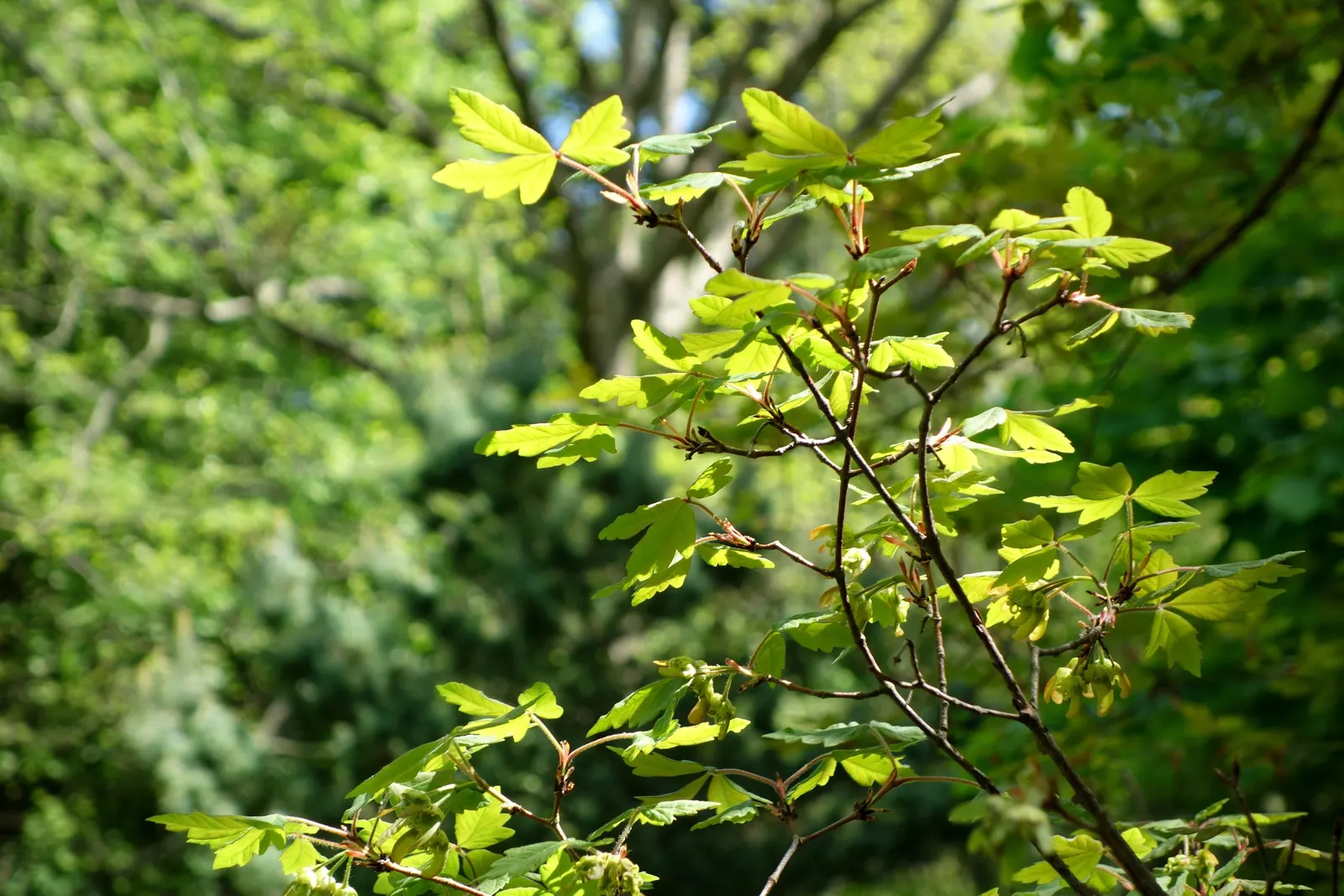 Paperbark Maple (Acer Griseum) — ornamental tree reaching 20-30 feet tall with a 15-25 feet spread