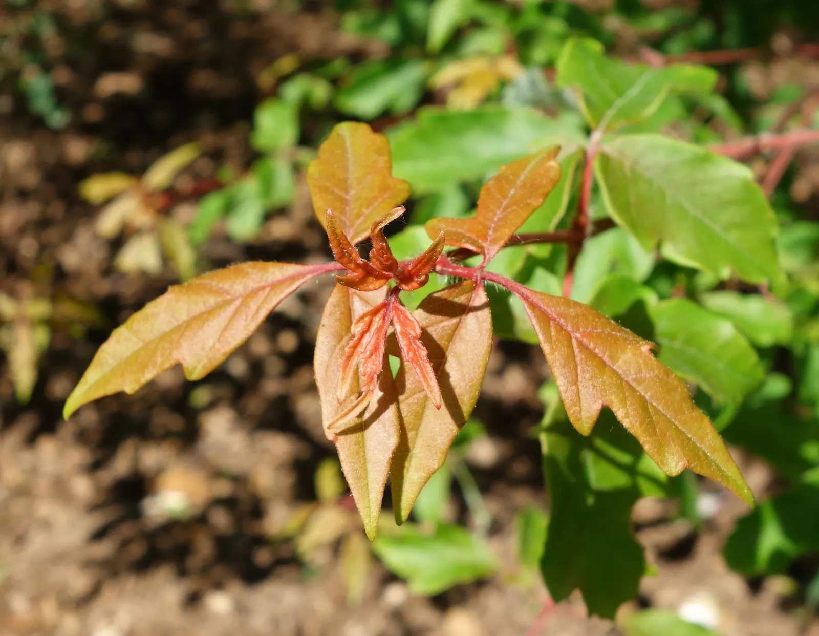 Paperbark Maple (Acer Griseum) — it is ideal for focal points in gardens