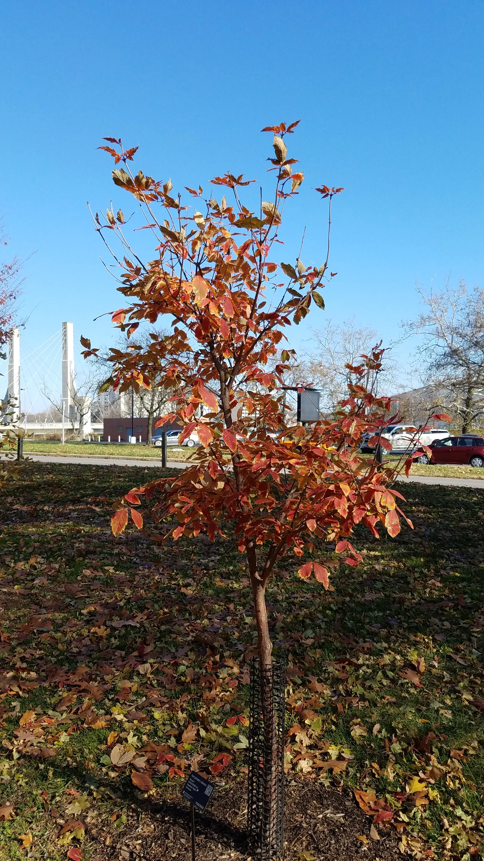 Paperbark Maple (Acer Griseum) — three-lobed green leaves that transition to stunning reds in fall