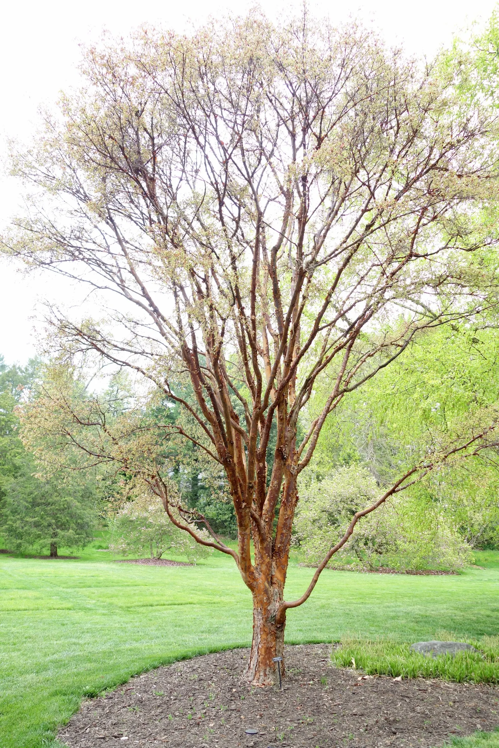 Paperbark Maple (Acer Griseum) — Prefers well-drained soil, full sun to partial shade