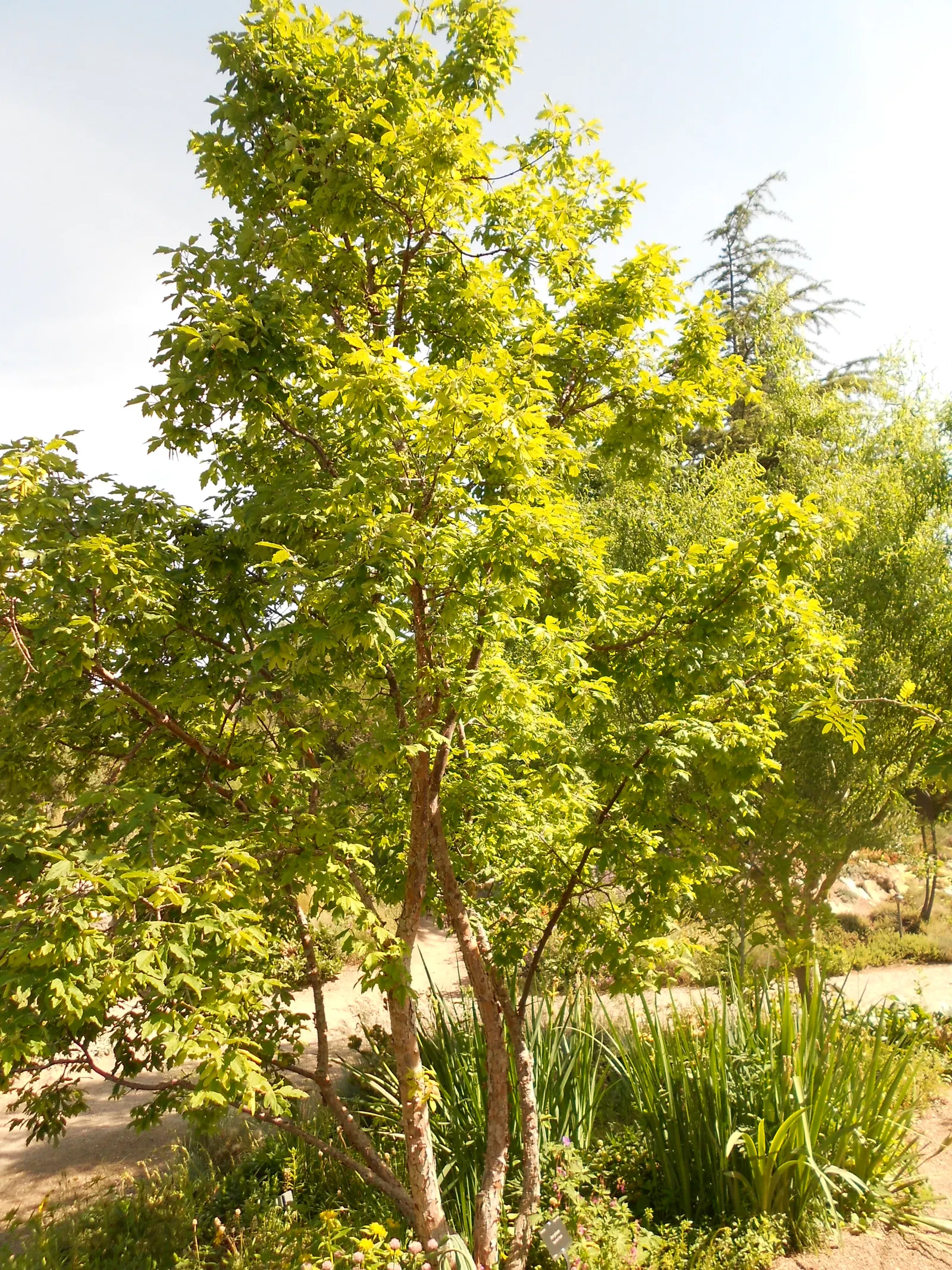 Paperbark Maple (Acer Griseum) — turning to a striking shade of red or orange in the fall.<br><br>For the landscape designer