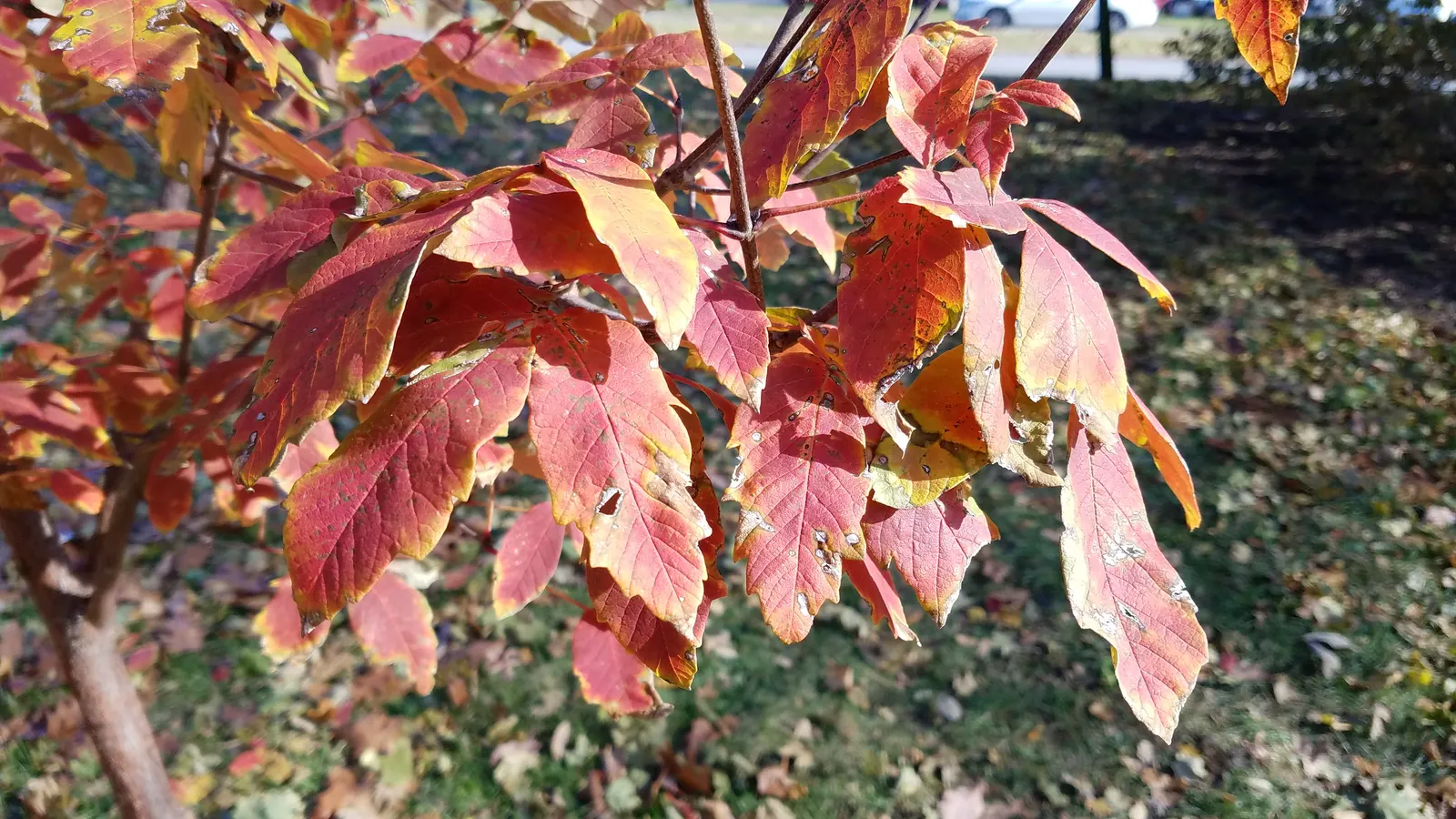 Paperbark Maple (Acer Griseum) — This striking feature presents a distinctive tactile and visual appeal in garden designs; it is ideal for focal, image 52