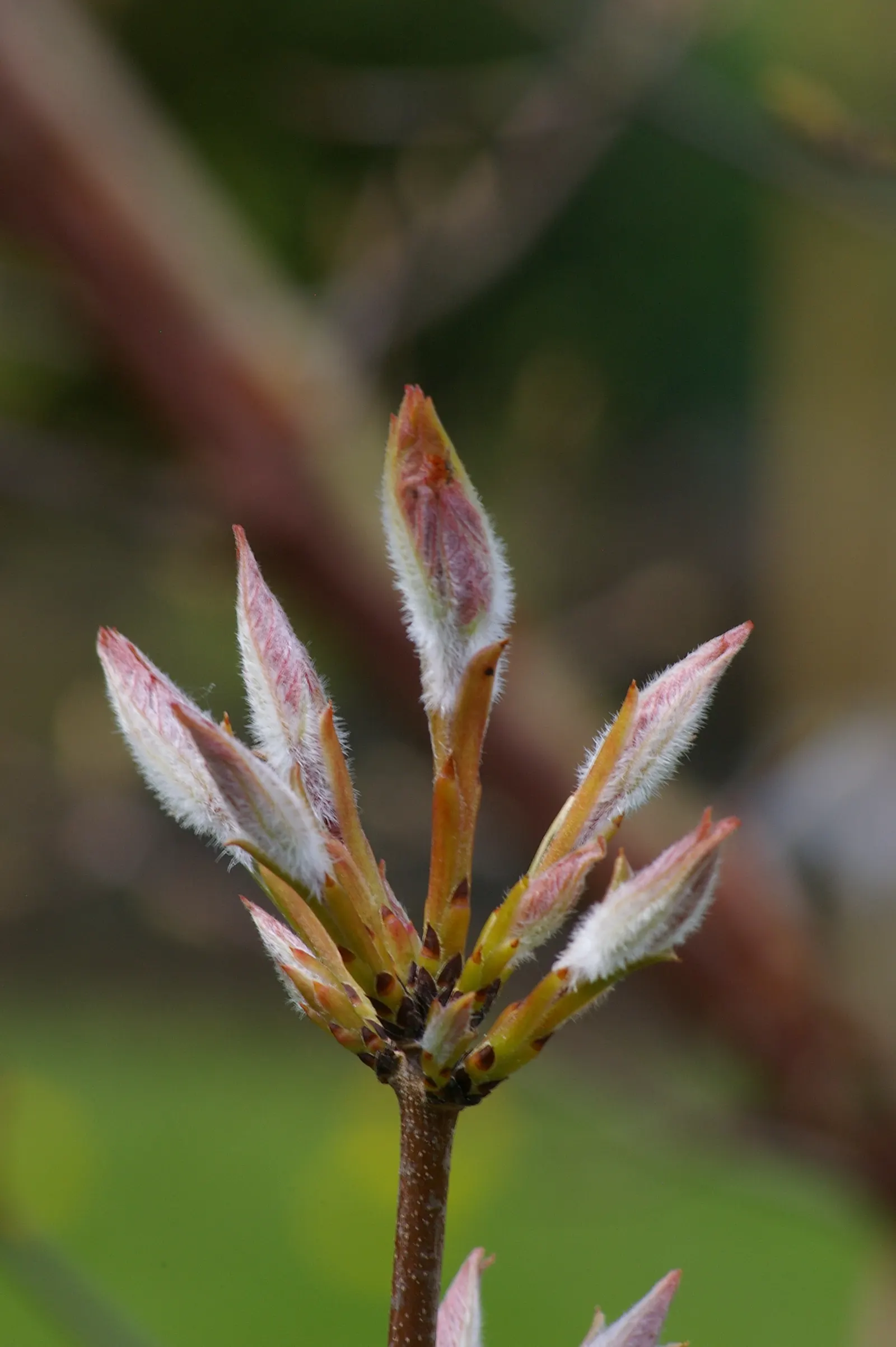 Paperbark Maple (Acer Griseum) — commonly called Paperbark Maple