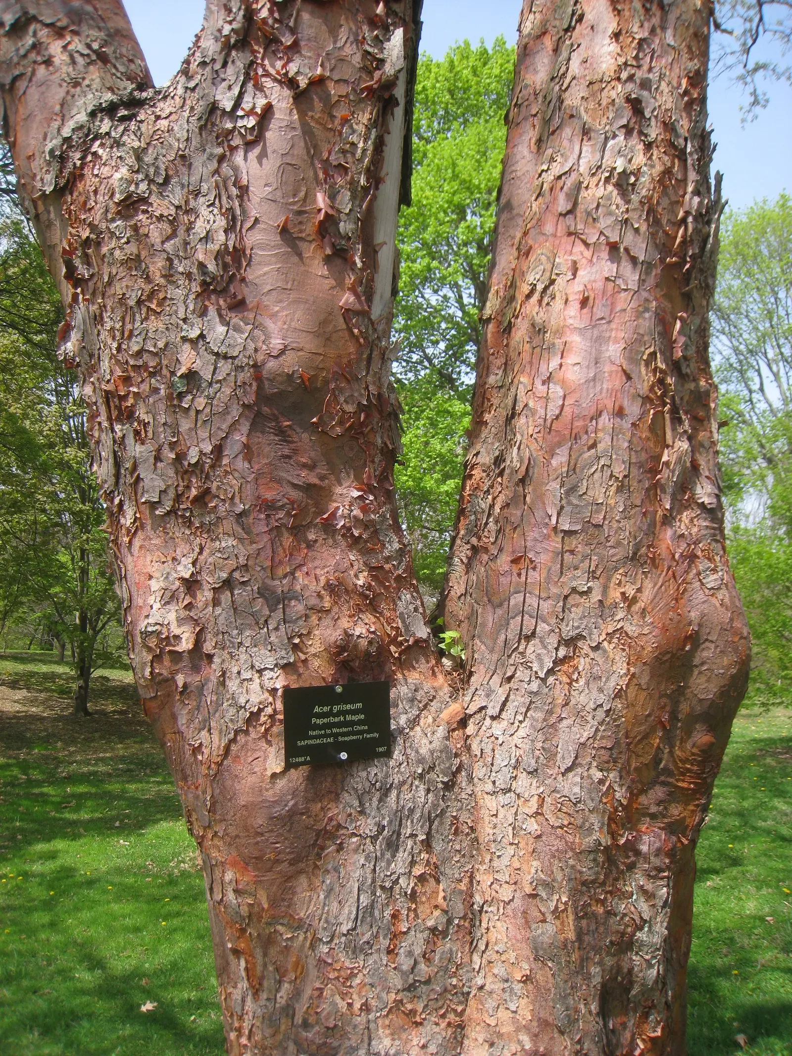 Paperbark Maple (Acer Griseum) — and its year-round interest complements other plantings; making it a focal point through all seasons, image 62