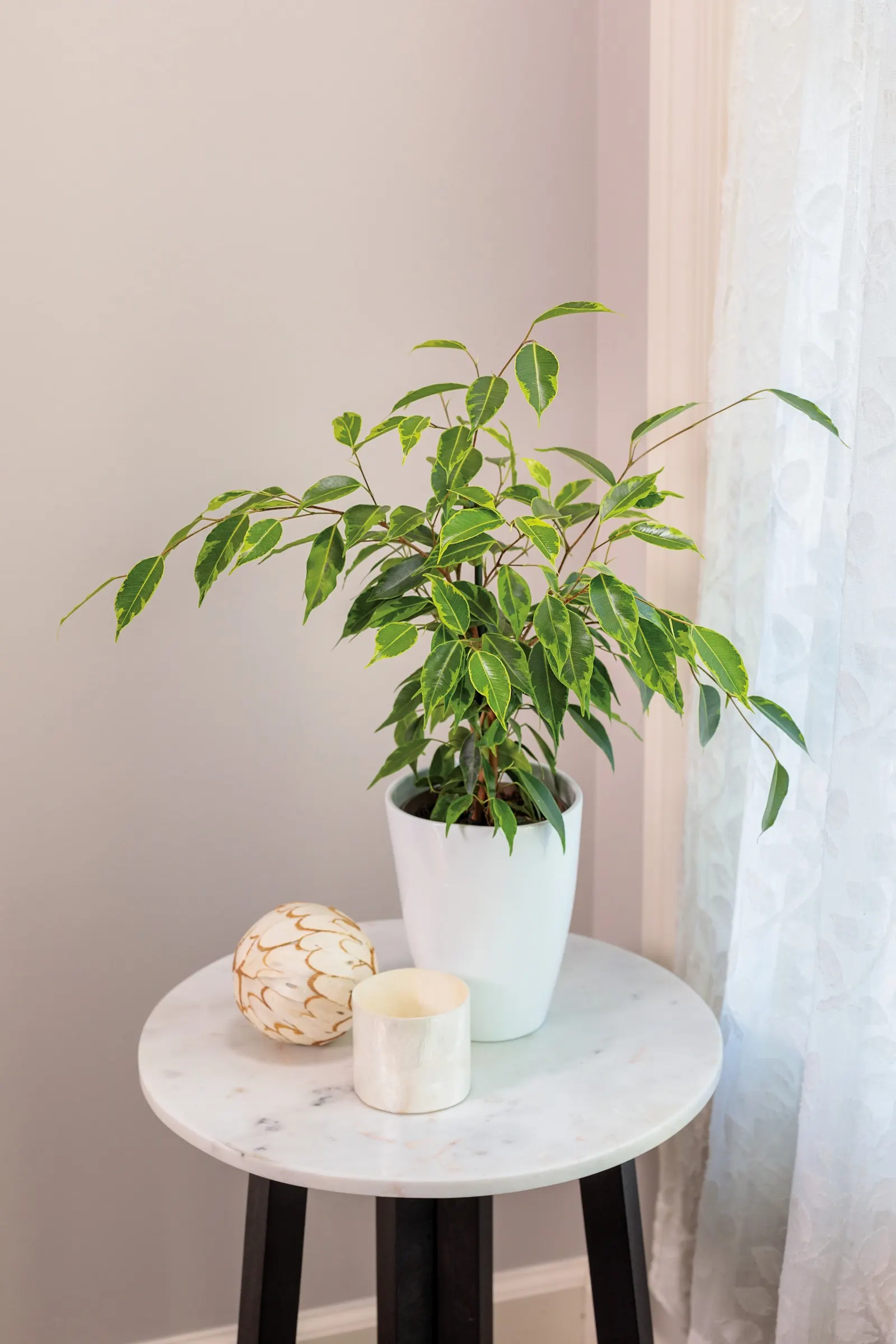 Anastasia Weeping Fig (Ficus benjamina) — The Ficus benjamina 'Anastasia' is an upright tropical houseplant with glossy
