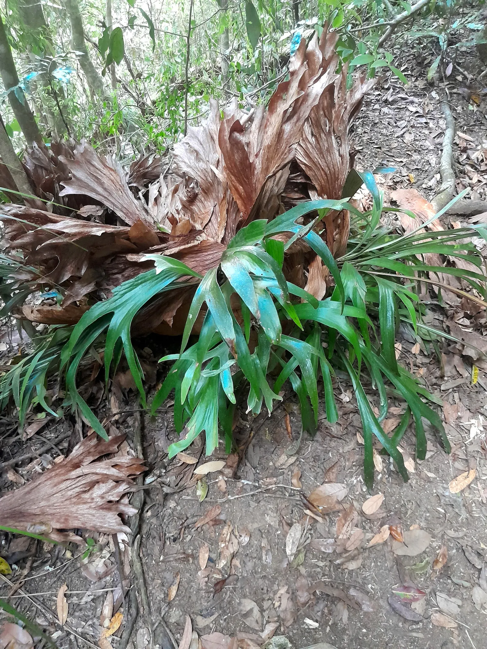 Staghorn Fern (Platycerium Bifurcatum) — The fern generally showcases two types of fronds: the sterile, image 35