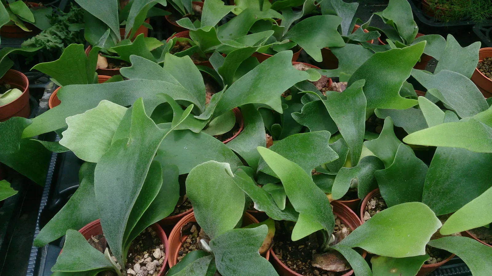 Staghorn Fern (Platycerium Bifurcatum) — commonly known as Staghorn Fern; this fern offers a dramatic vertical element to shaded landscapes, image 70