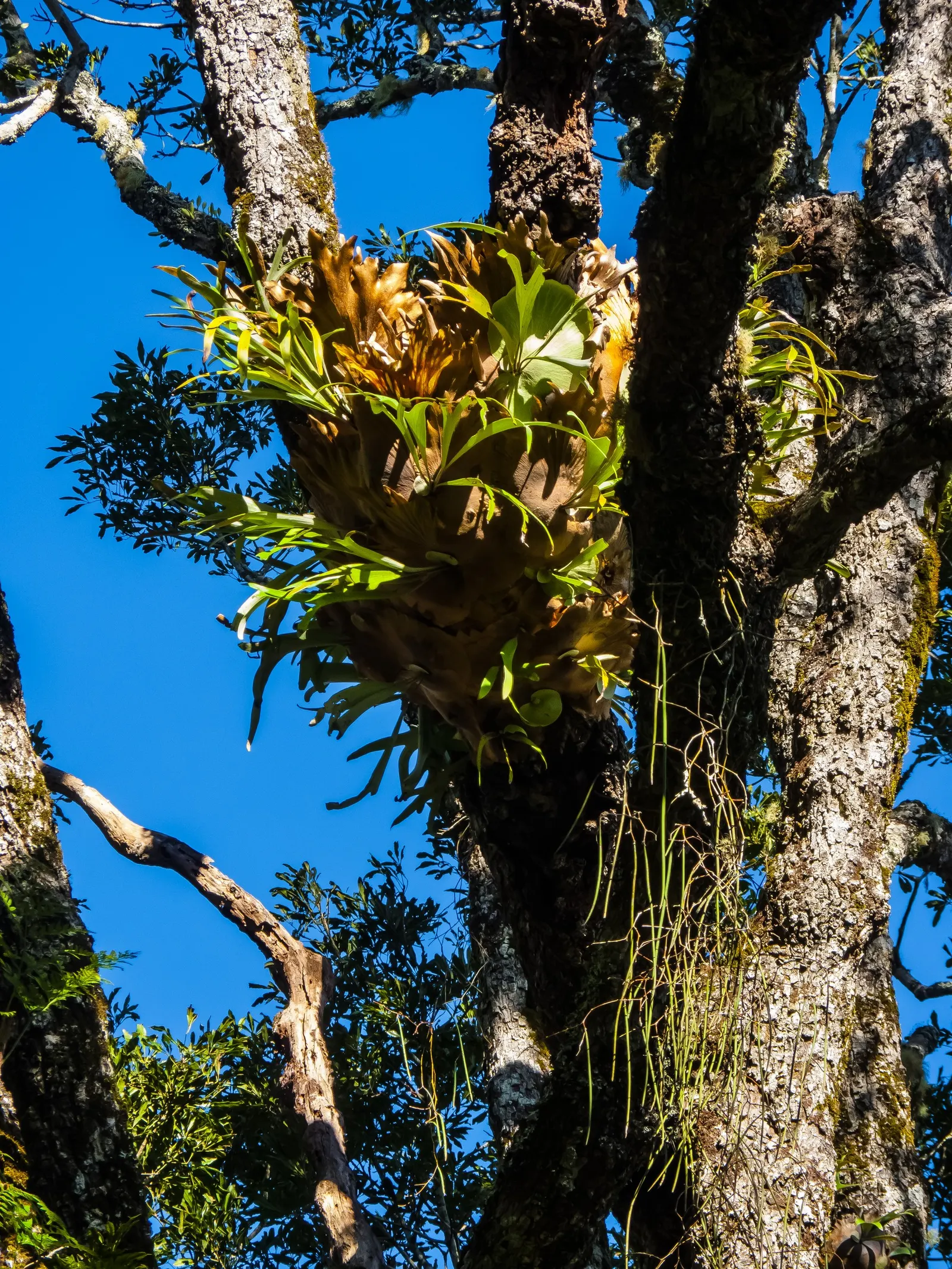 Staghorn Fern (Platycerium Bifurcatum) — Named for its distinctive; foliar fronds which are the elongated, image 55
