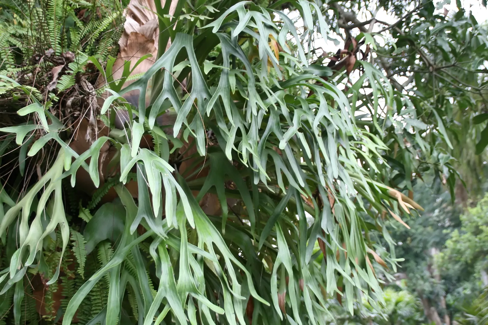 Staghorn Fern (Platycerium Bifurcatum) — this epiphytic fern thrives in USDA hardiness zones 9-12; its unique visual impact and growth habit make, image 56
