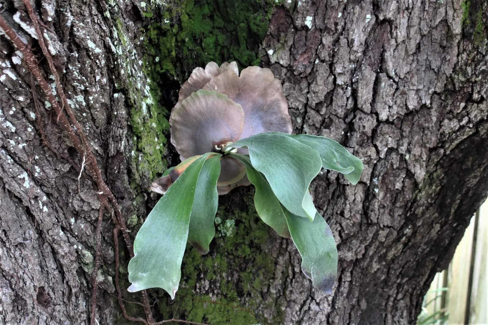 Staghorn Fern (Platycerium Bifurcatum) — keep in mind it prefers indirect light and high humidity; mimicking its native tropical habitat