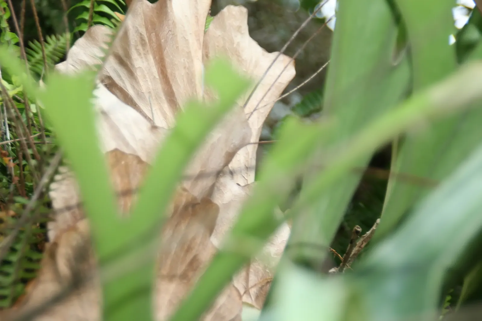 Staghorn Fern (Platycerium Bifurcatum) — Its unique visual impact and growth habit make it a talking point for any green space; it thrives in high, image 67