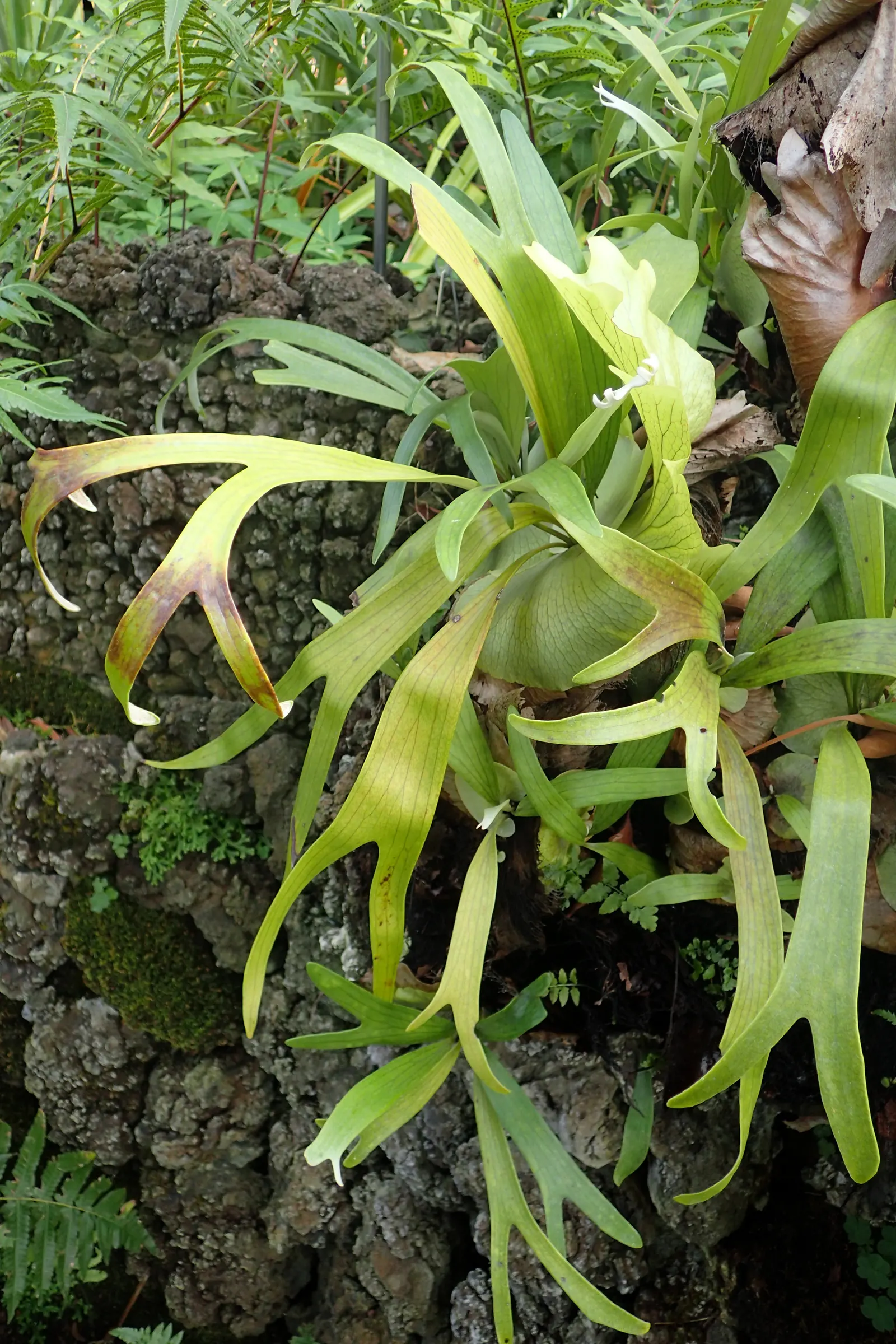 Staghorn Fern (Platycerium Bifurcatum) — is an epiphytic specimen prized for its distinctive forked fronds that resemble deer antlers; appreciating, image 48