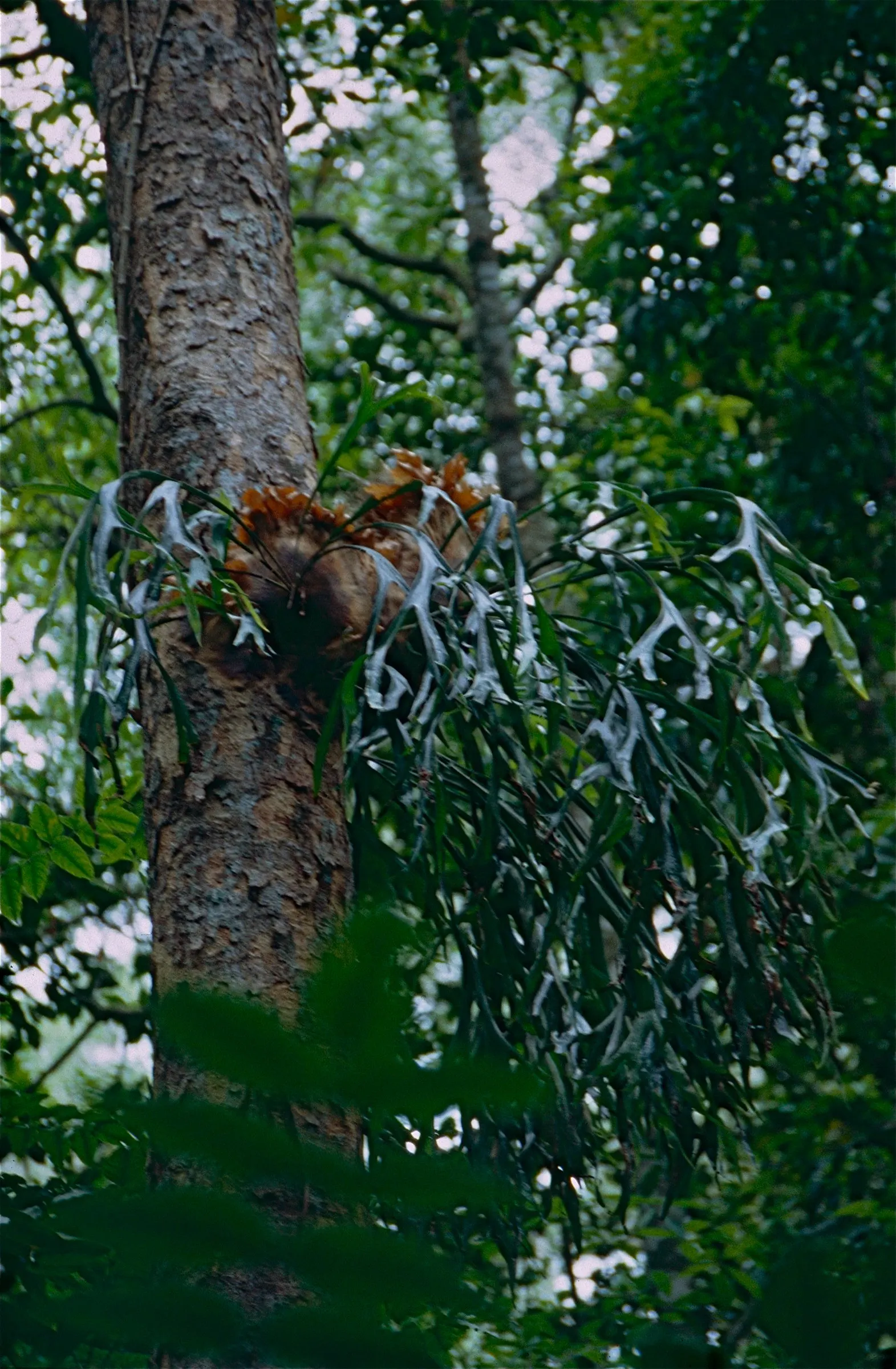 Staghorn Fern (Platycerium Bifurcatum) — bifurcated structures projecting outward.<br><br>When incorporating the Staghorn Fern into landscape, image 84