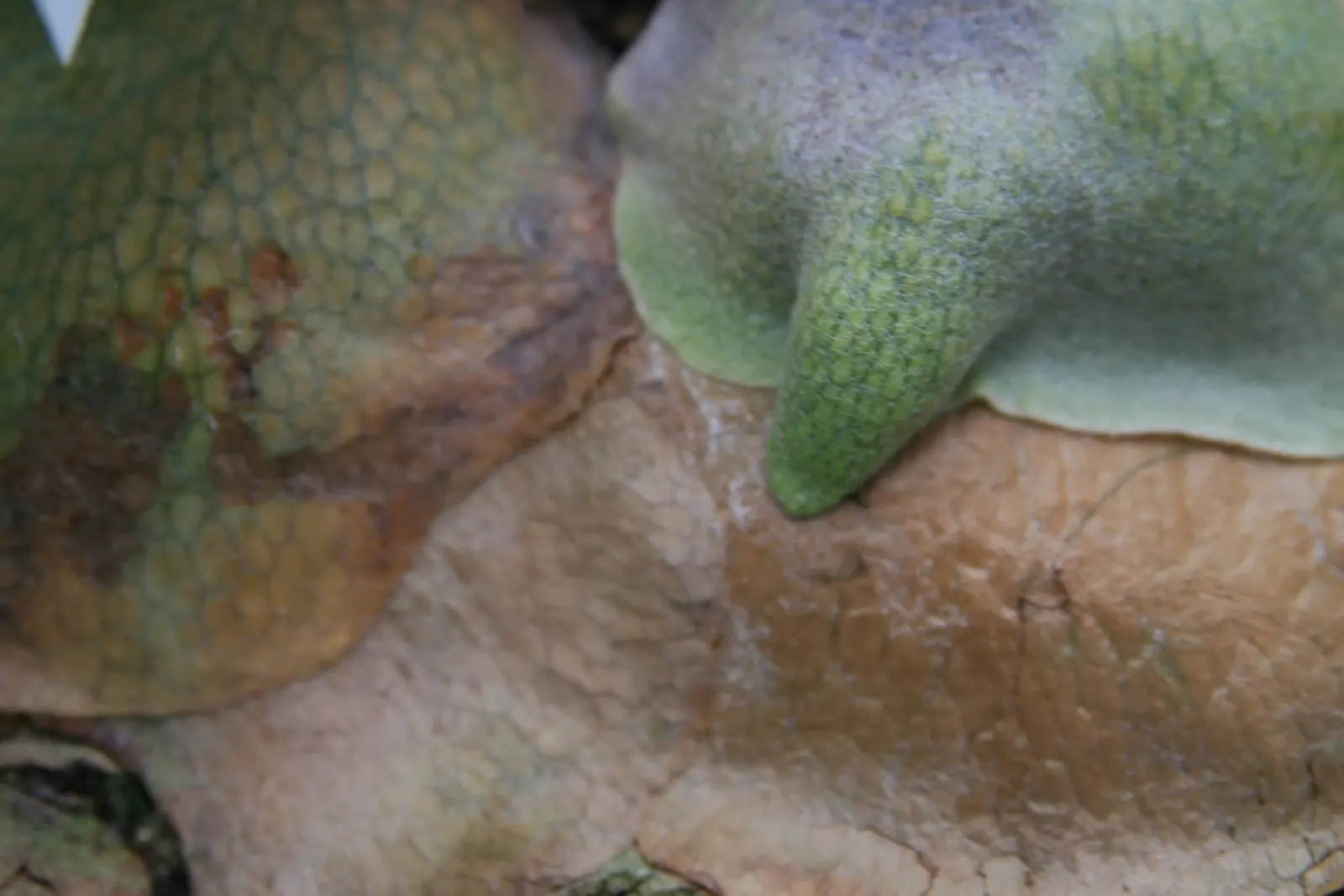 Staghorn Fern (Platycerium Bifurcatum) — with foliar fronds reaching lengths up to 3 feet; bifurcated structures projecting outward.<br><br>When, image 111