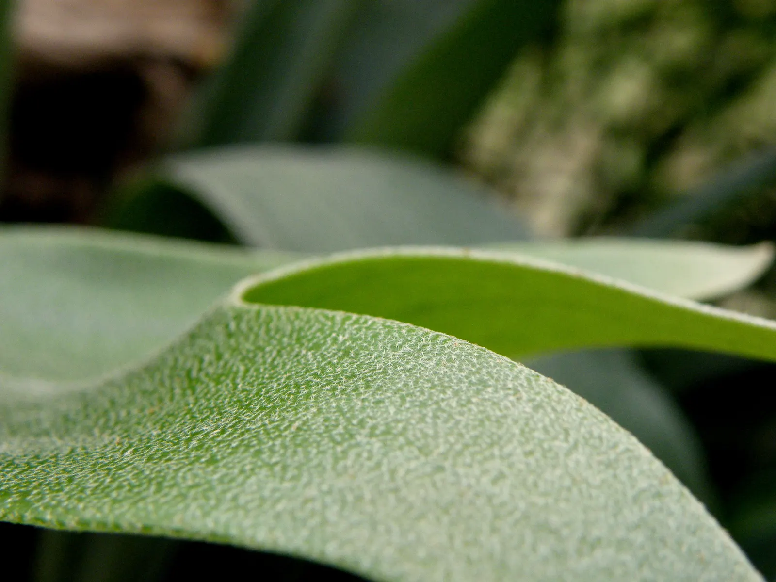 Staghorn Fern (Platycerium Bifurcatum) — requiring minimal soil and mounting on organic materials like wood for optimal growth; fern for half