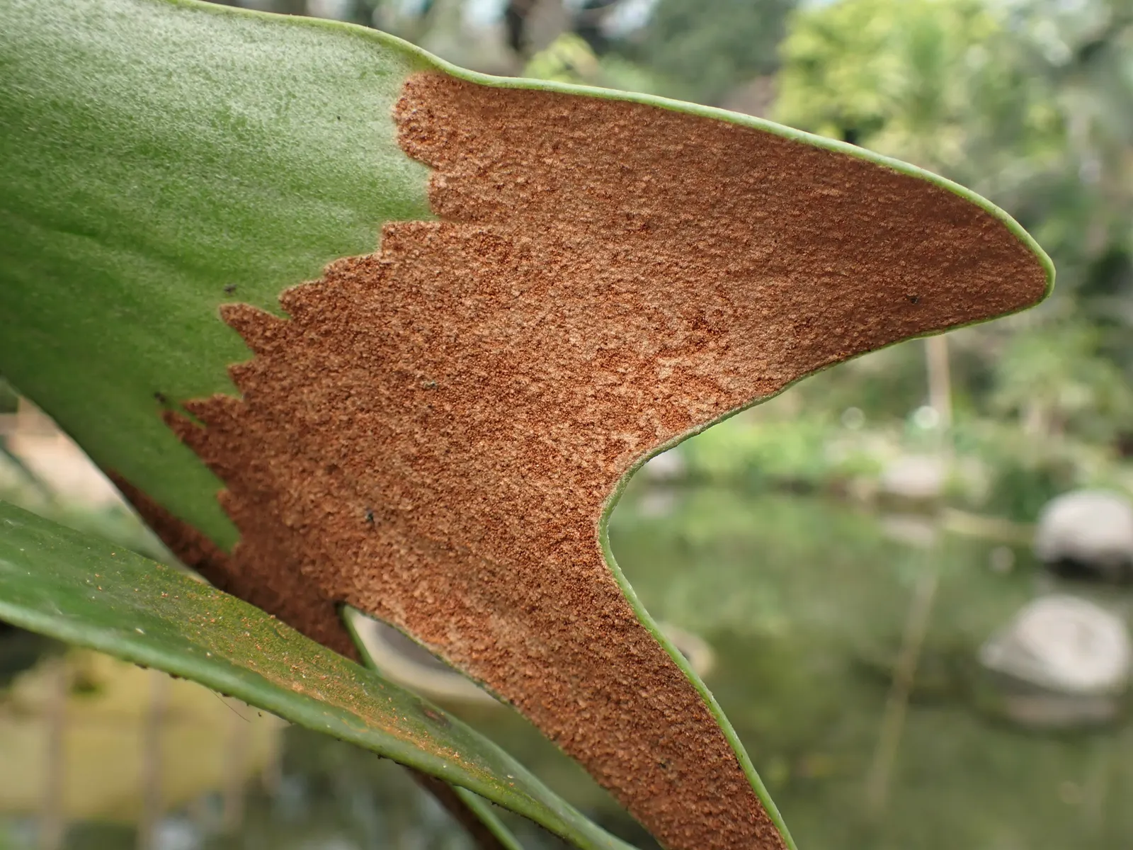 Staghorn Fern (Platycerium Bifurcatum) — this epiphytic fern thrives in USDA hardiness zones 9-12