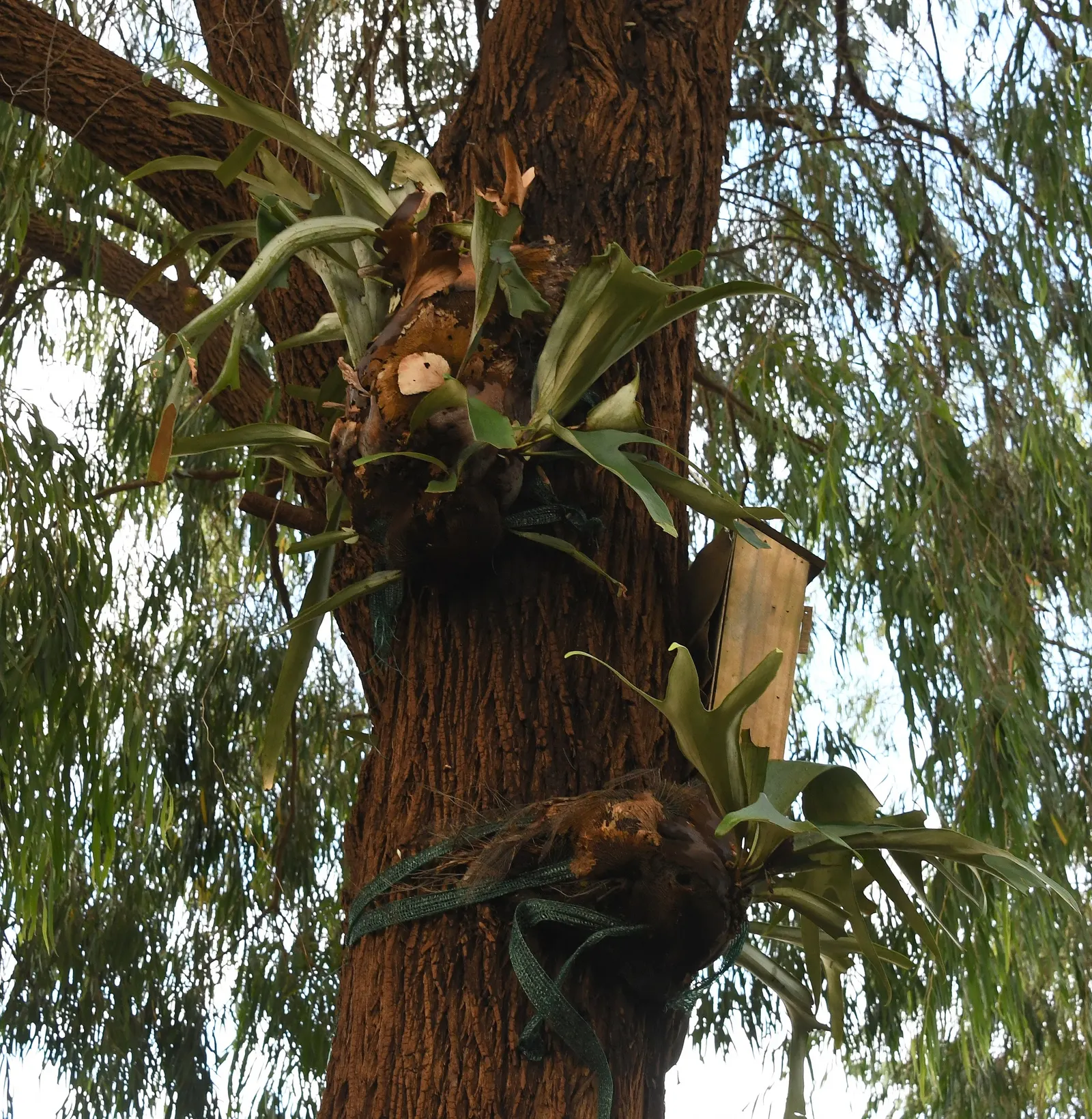 Staghorn Fern (Platycerium Bifurcatum) — is an epiphytic specimen prized for its distinctive forked fronds that resemble deer antlers