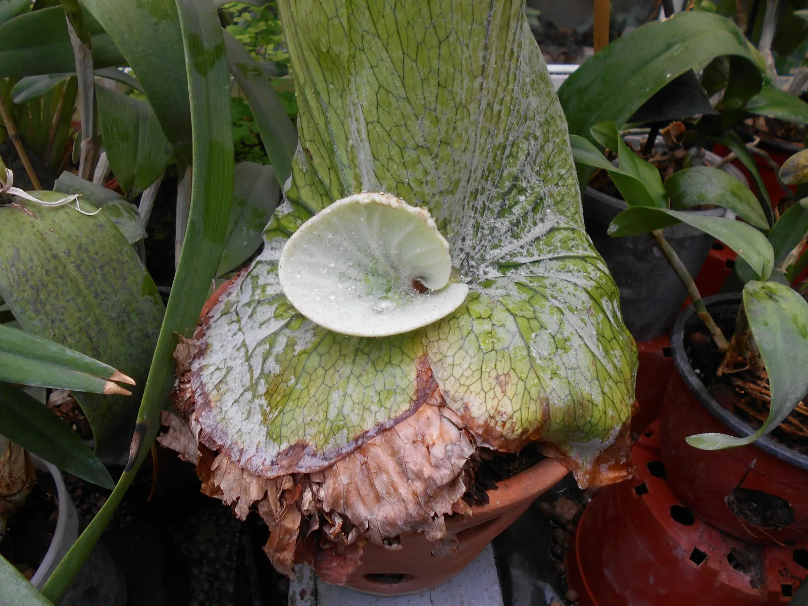 Staghorn Fern (Platycerium Bifurcatum) — fern for half; watering requirements typically involve misting several times a week rather than, image 115